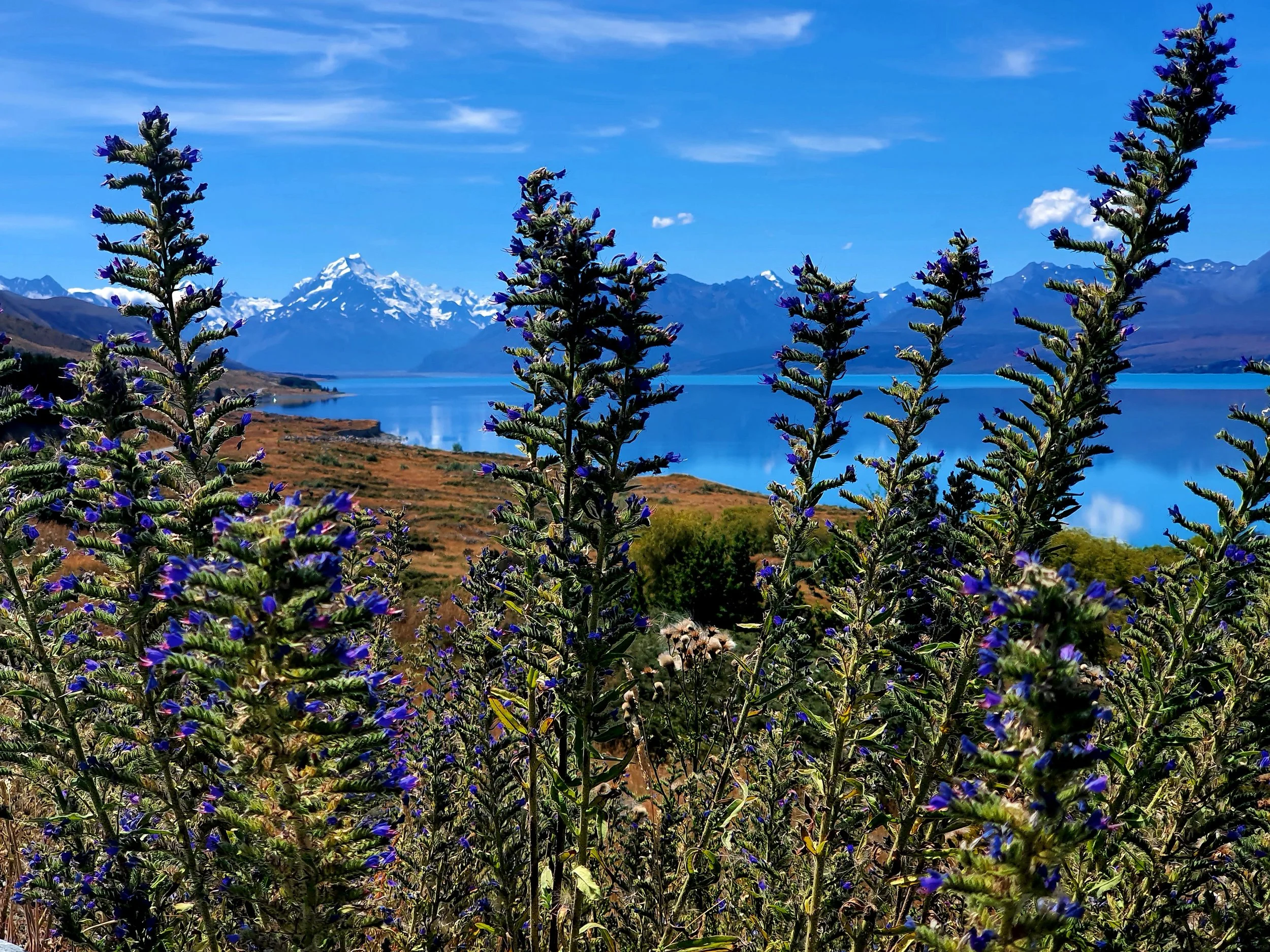 On the road to Mt Cook/Aoraki (South Island, NZ)