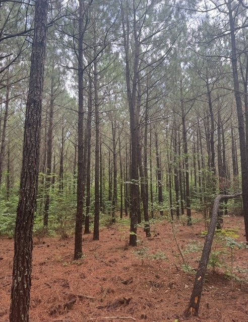 image11.jpeg