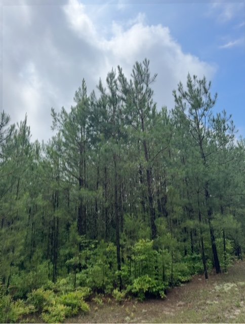 image8.jpeg