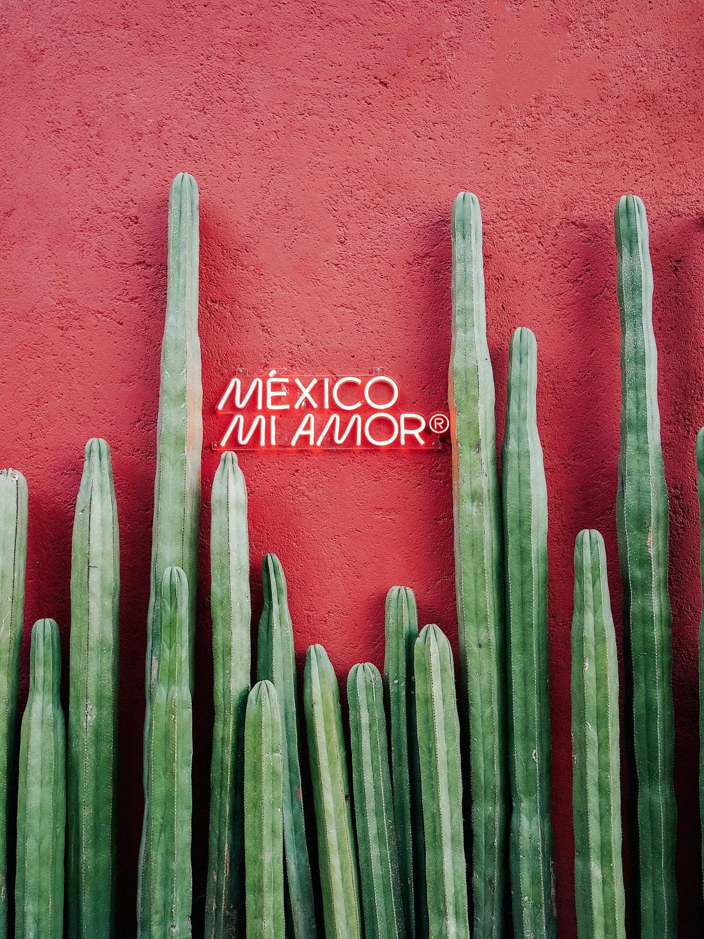 Our obsession with CDMX runs deep. From late-night tacos to golden-hour rooftops, we are excited to return in two weeks because Mexico City is always a good idea. 🇲🇽🌮