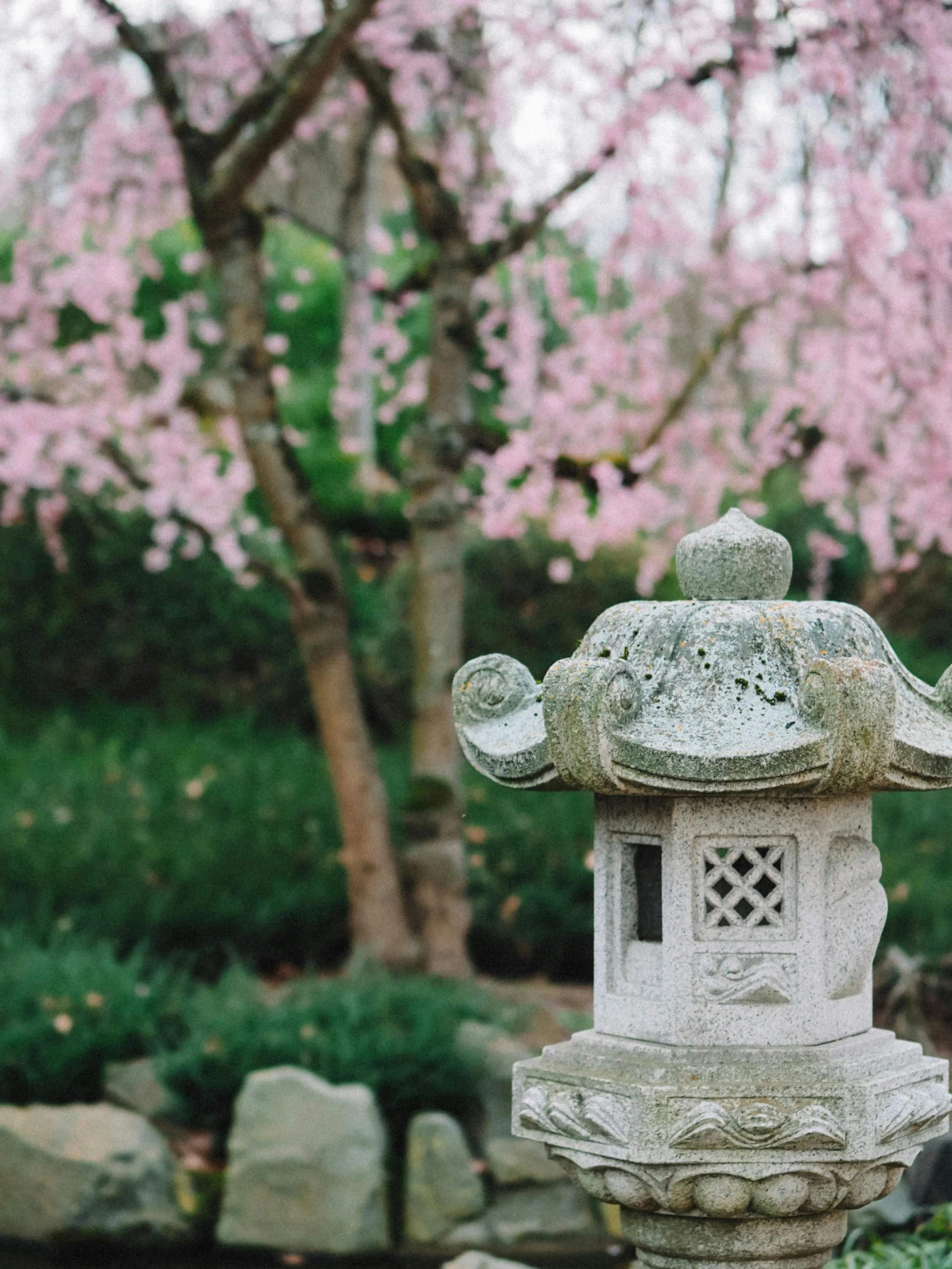 japanes maple in a garden with statue