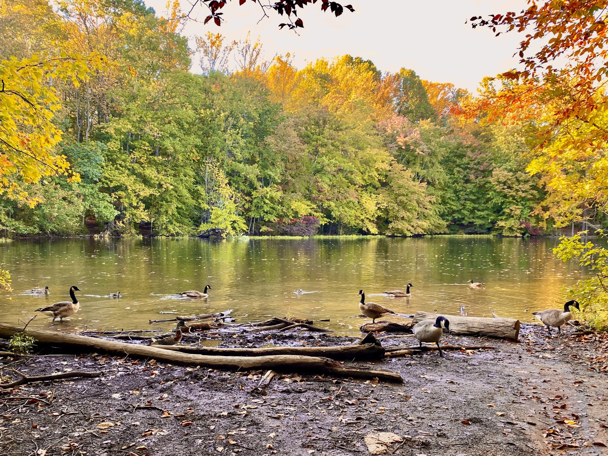 A peaceful autumn scene at Burke lake, with many ducks swimming and resting near the shore, surrounded by colorful fall trees with yellow, orange, and green leaves.
