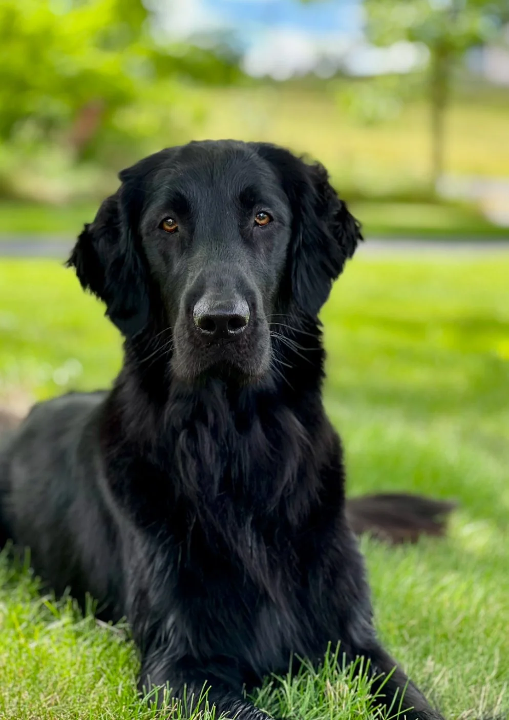 Dog Staff Seminars in South Central PA