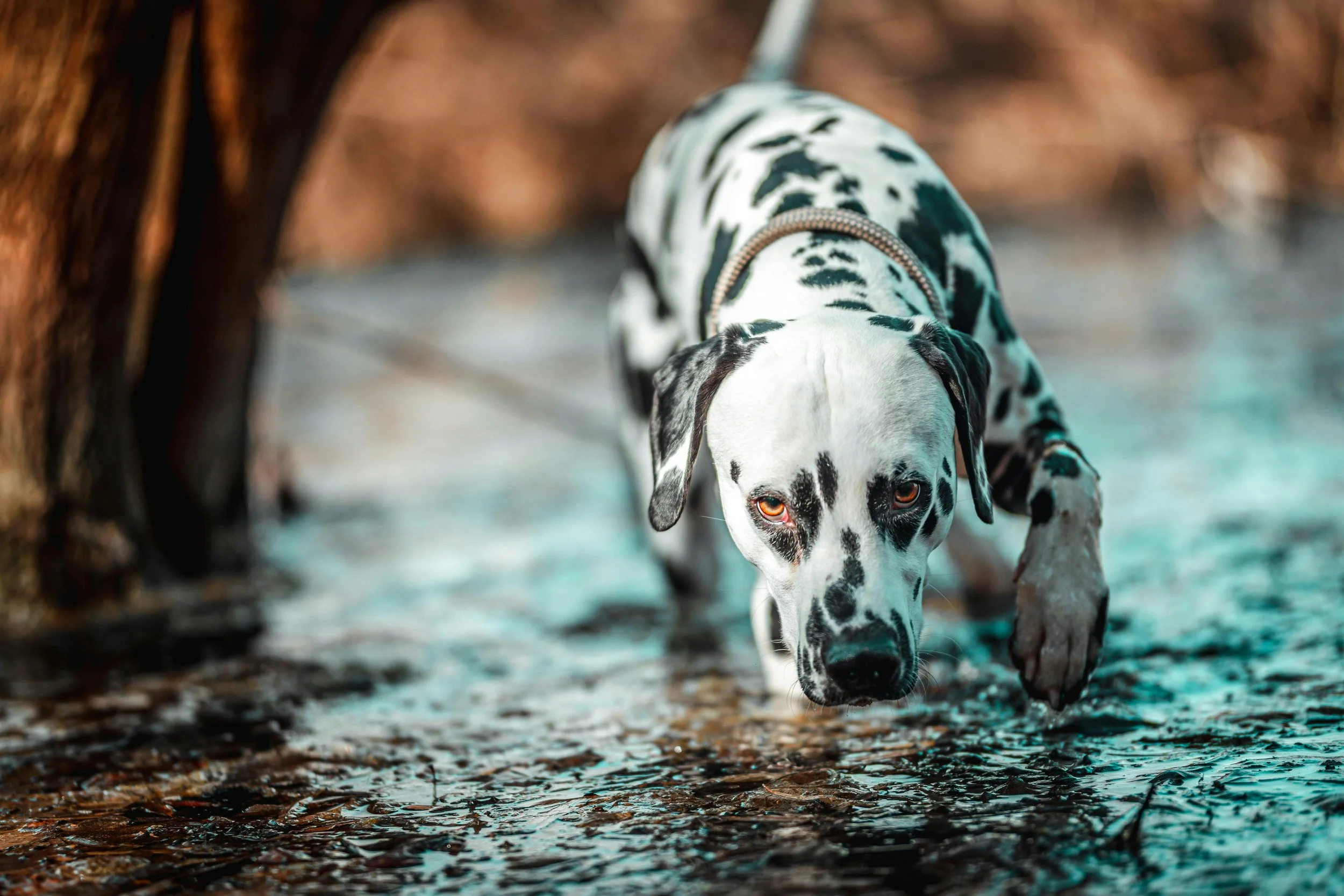 trailing dog training south central pa