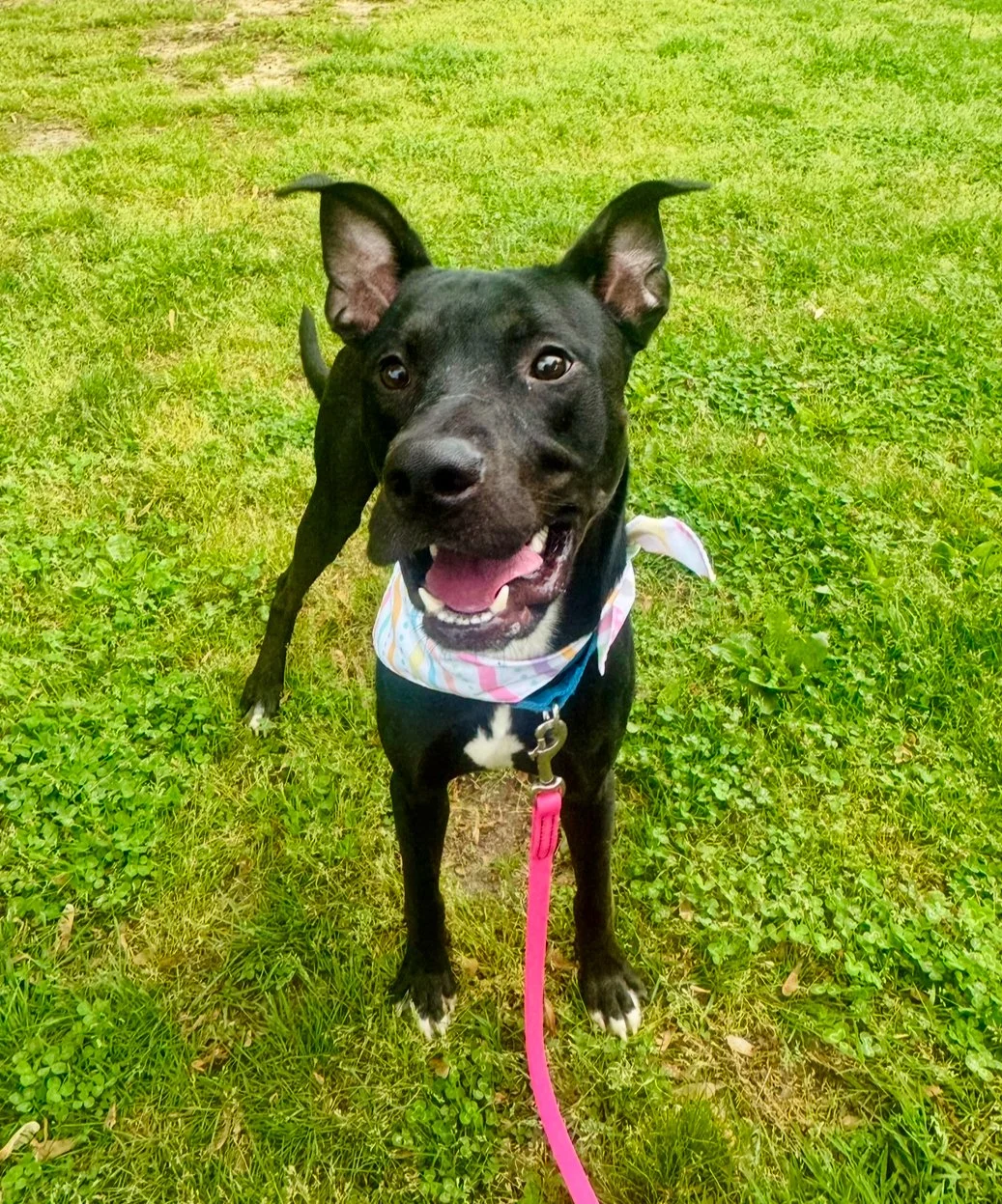 Reactive dog training in Carlisle, Pennsylvania