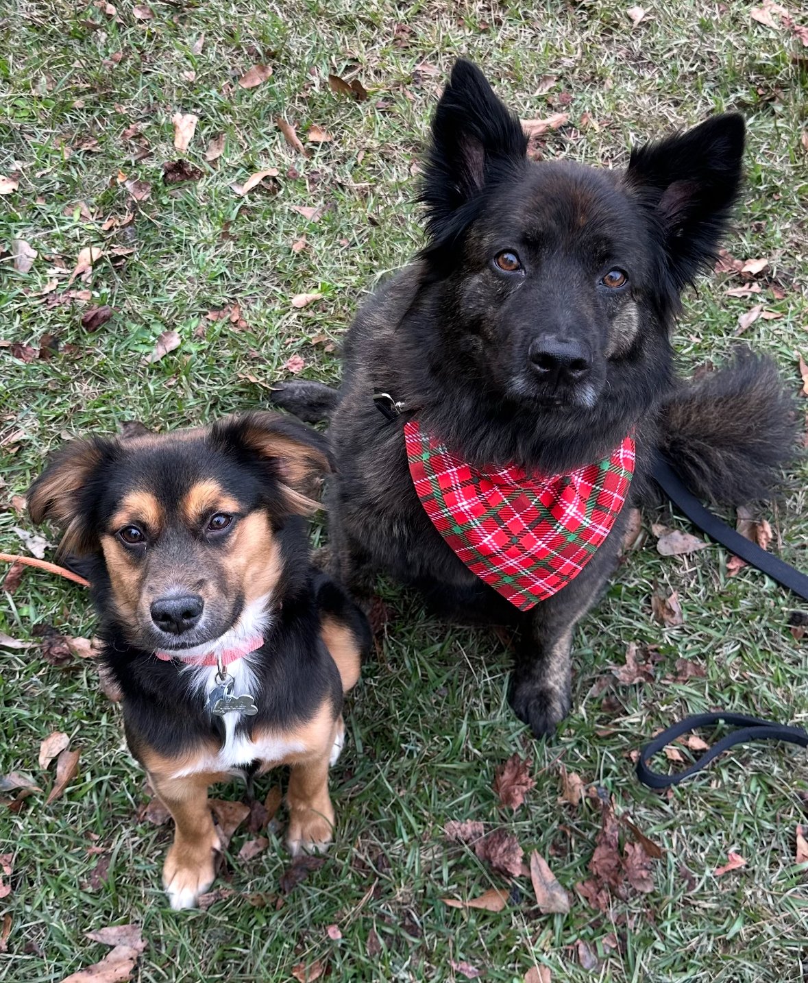 Rescue dog training in Carlisle PA