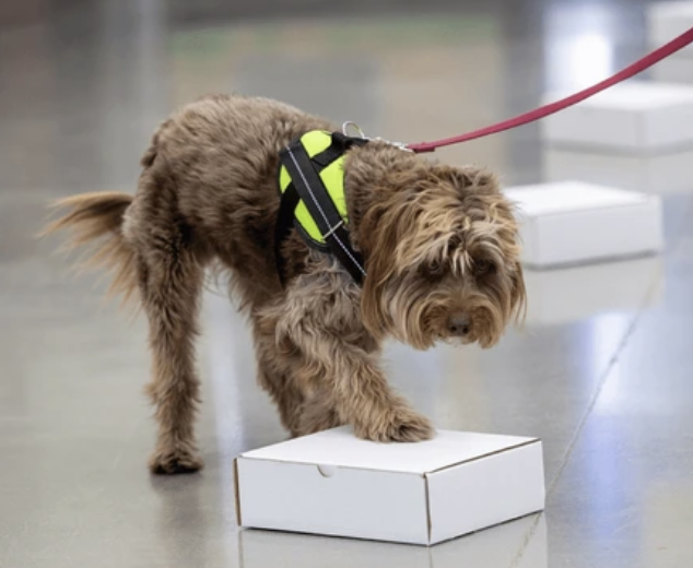 scentwork dogs carlisle pennsylvania