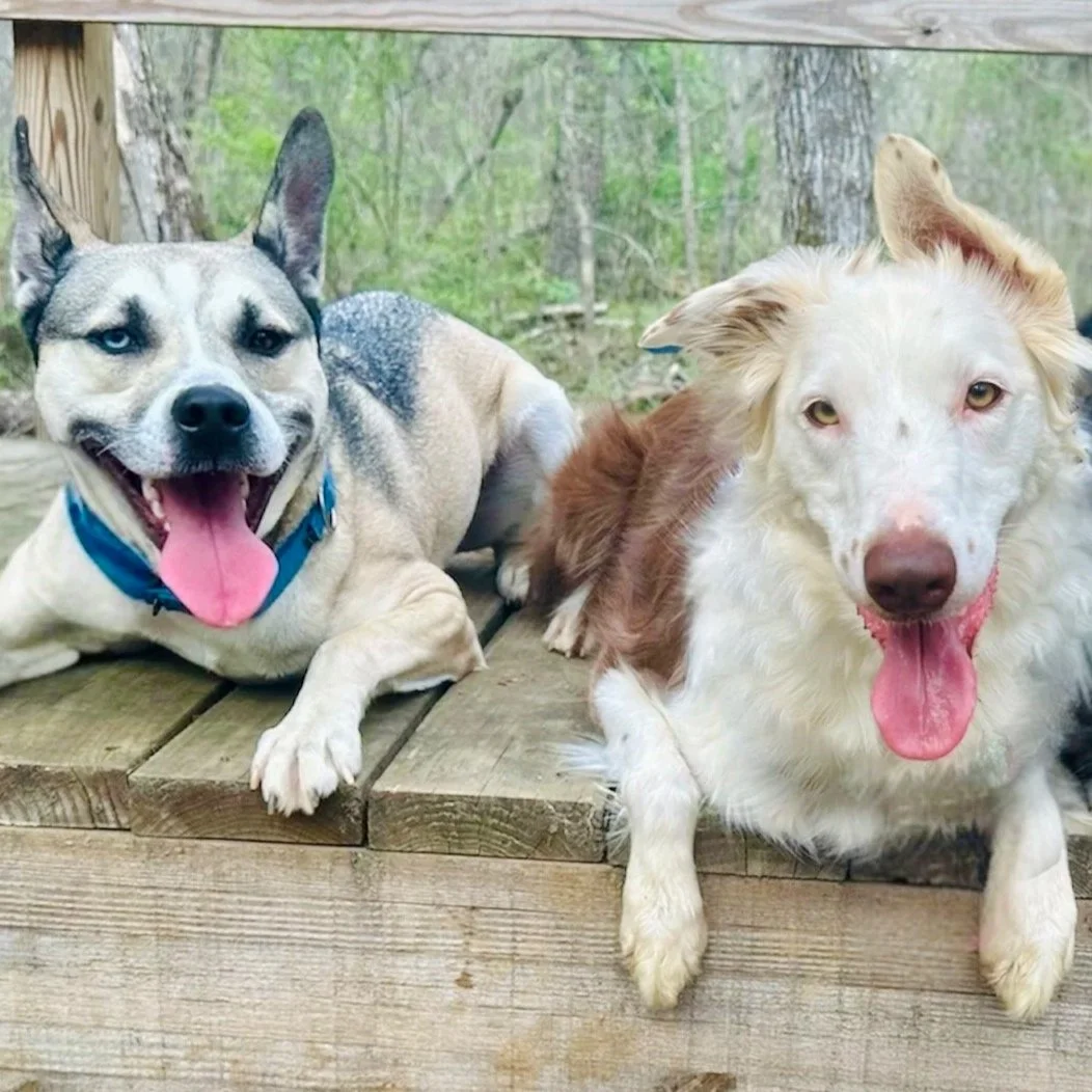 Dog on dog aggression training in Carlisle, Pennsylvania
