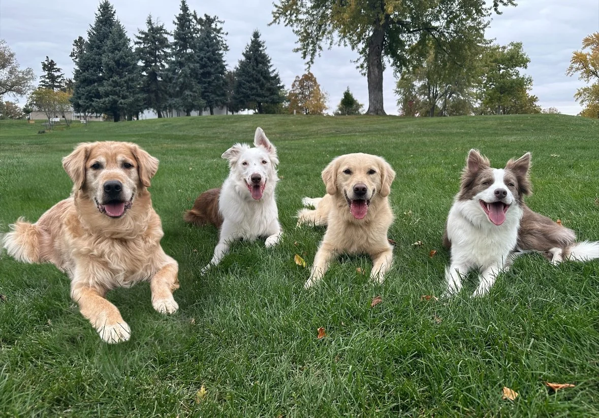 Carlisle PA Dog Trainer