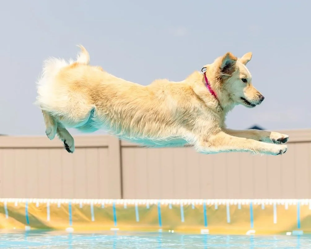 Dock Diving Class in Carlisle, PA