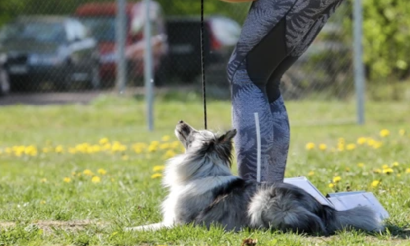 rally obedience for dogs in carlisle pa