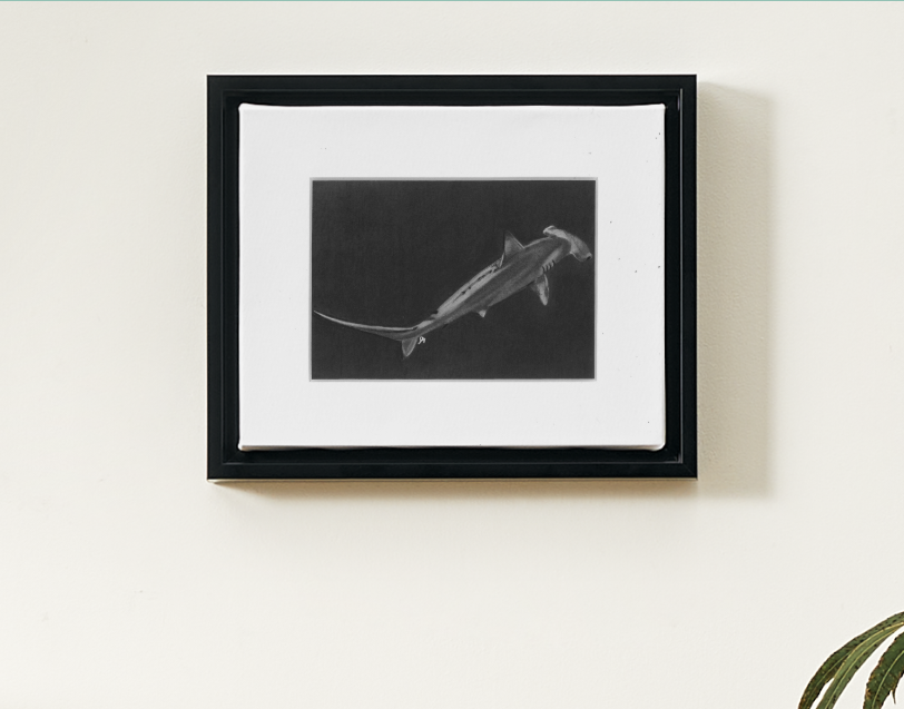 framed hammerhead.PNG