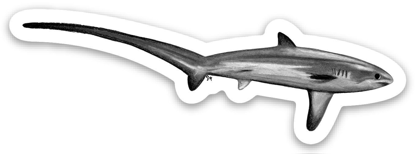 Thresher Shark Sticker