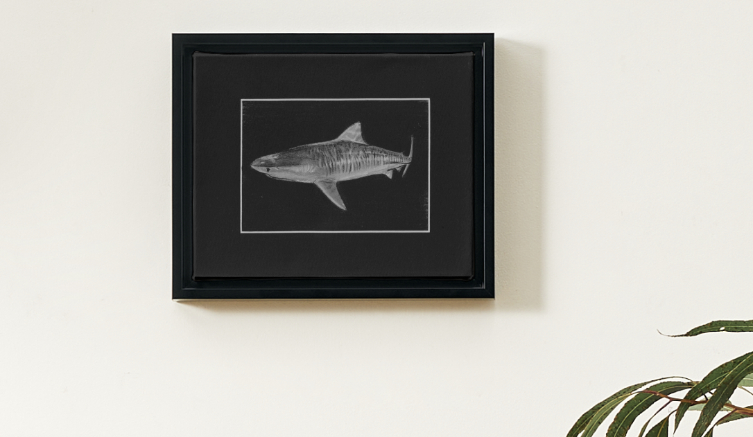 Original Tiger Shark Drawing