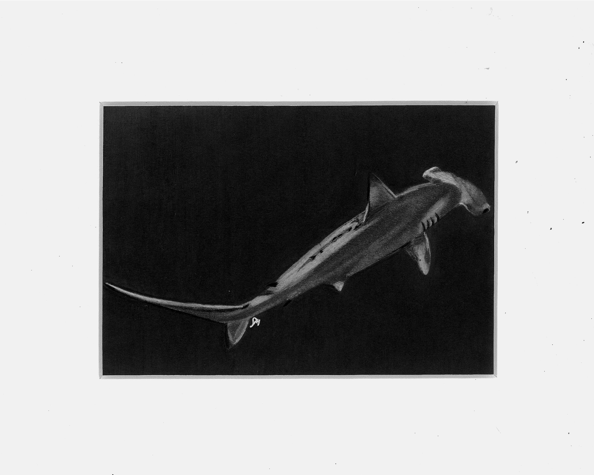 matted hammerhead.png