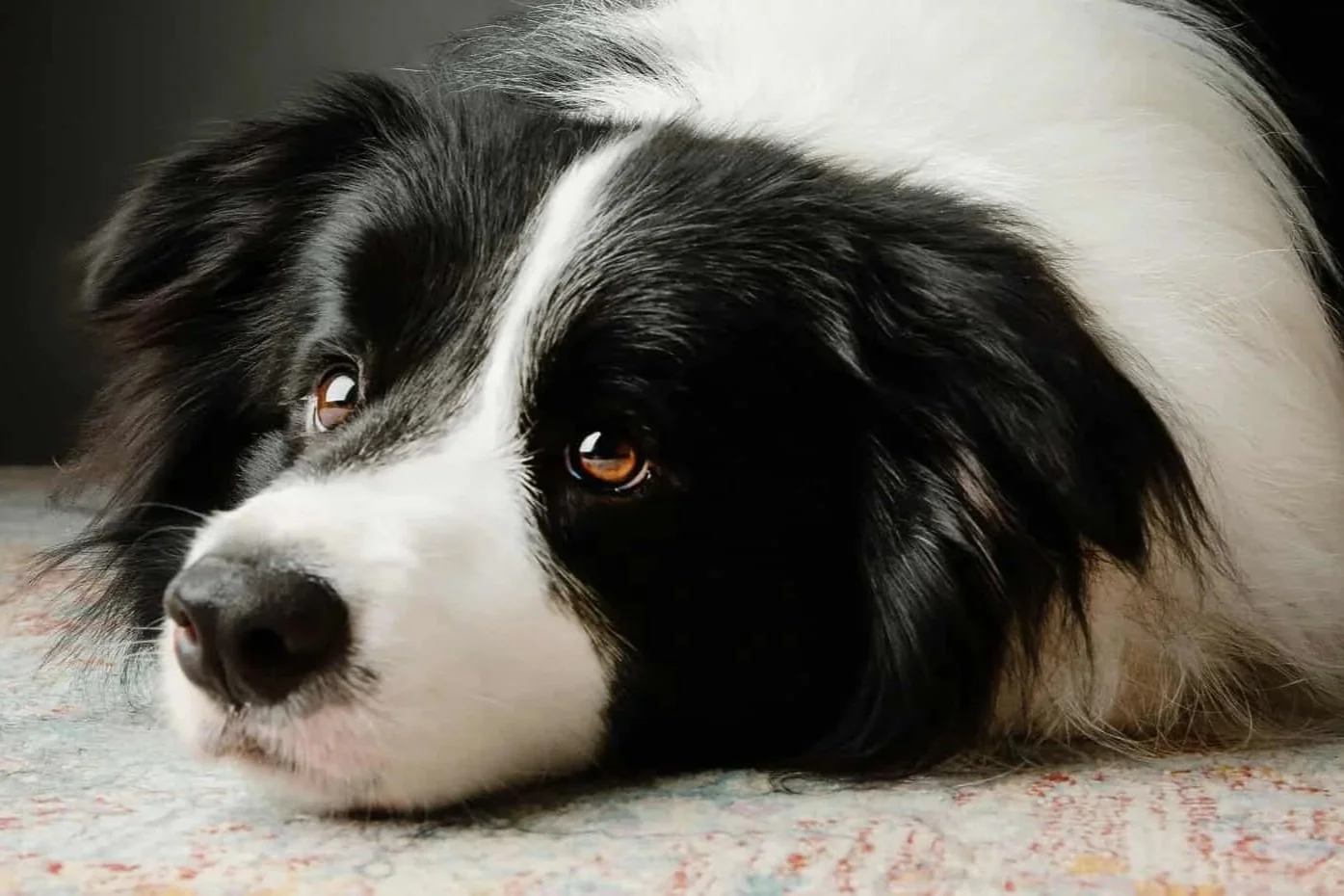 Flea Treatment Online Booking