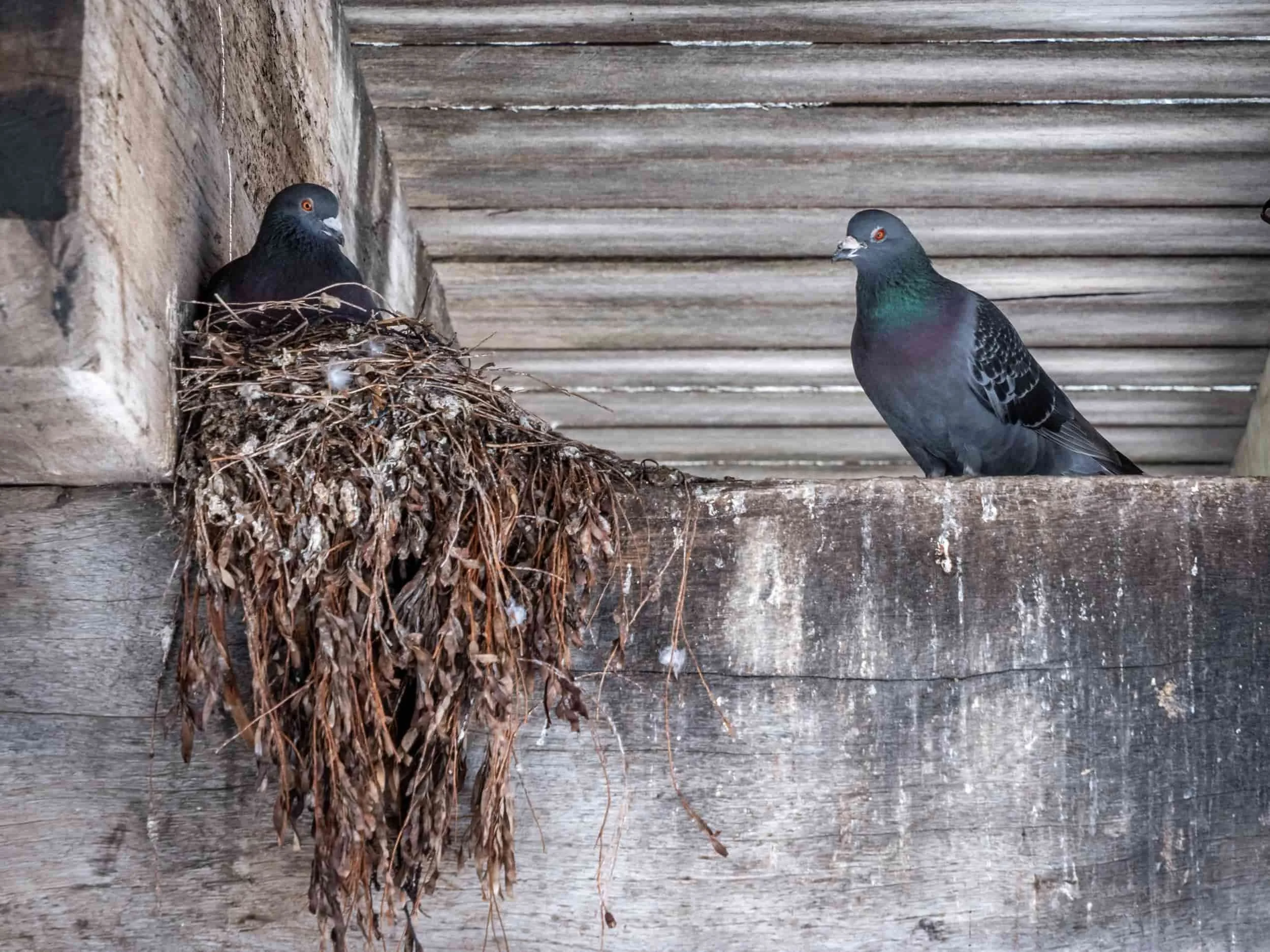 Pigeons nesting inside a residential shed, a common bird issue requiring professional proofing in South East Queensland