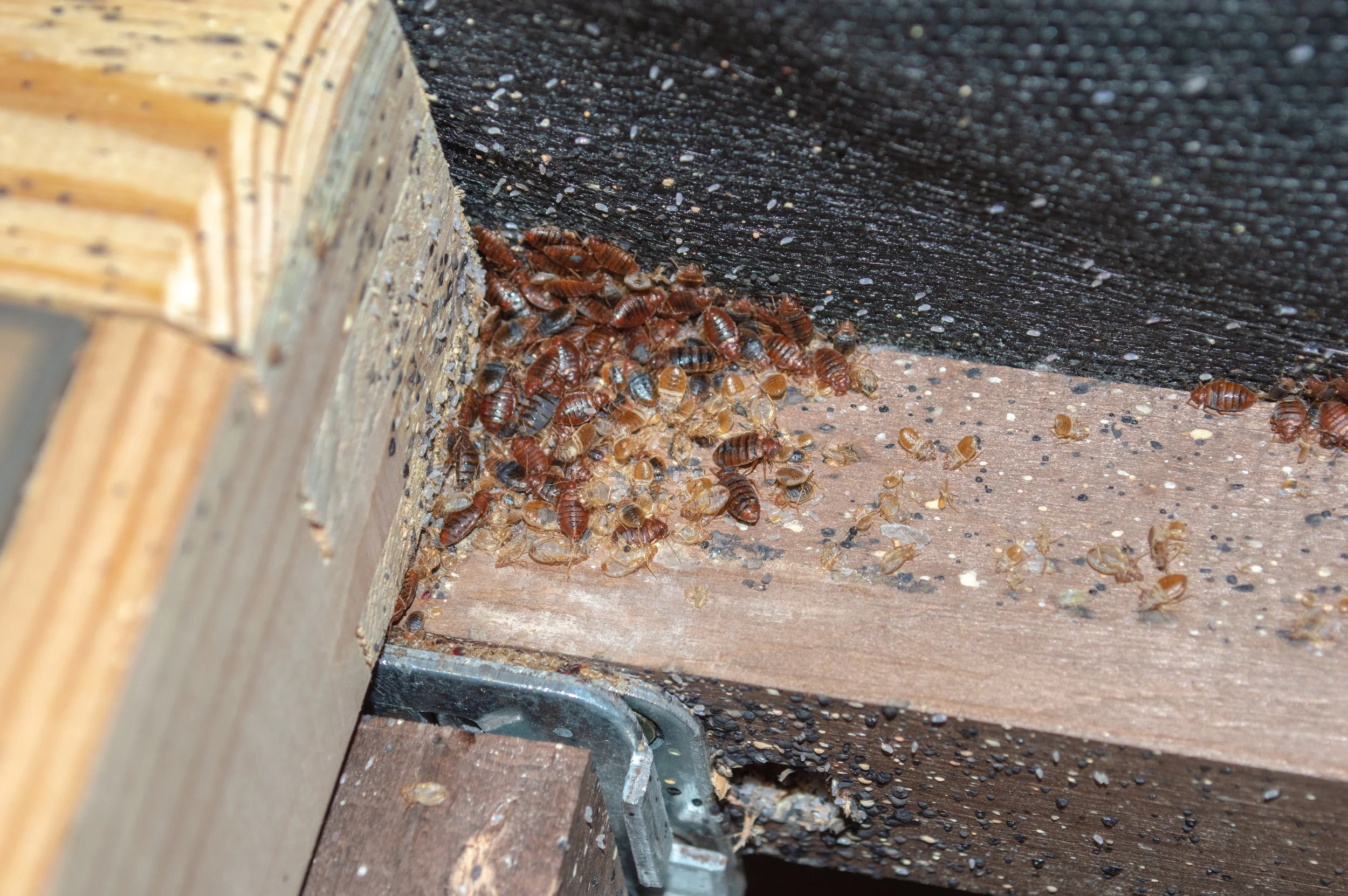 A close-up of a corner on a wooden structure with many bed bugs and eggs attached to the wood and black surface, along with insect debris.