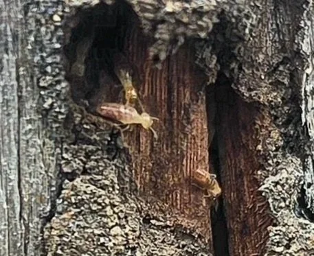 Microcerotermes Spp. Damaging a fence post in a south east queensland property. Uncovered during a thorough termite inspection.