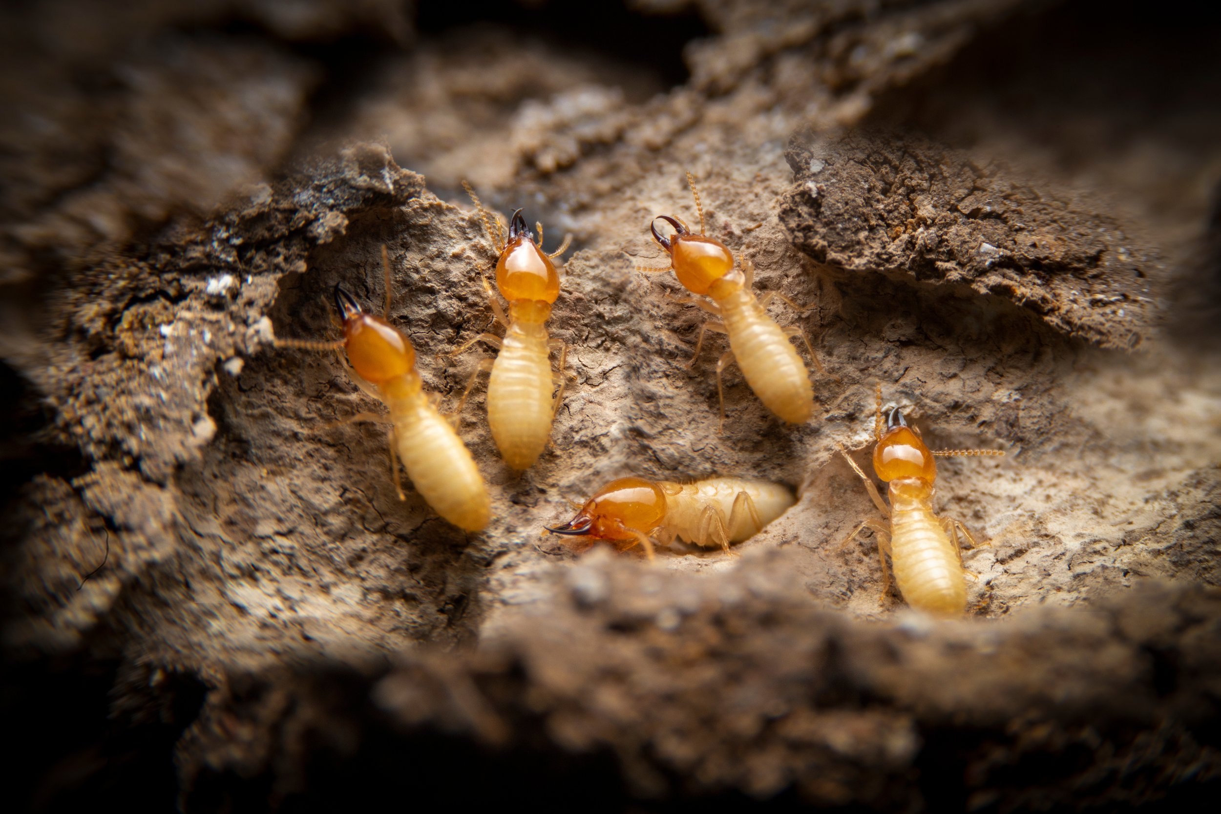 How to Know If You Have Termites — Signs, Facts, and Expert Advice