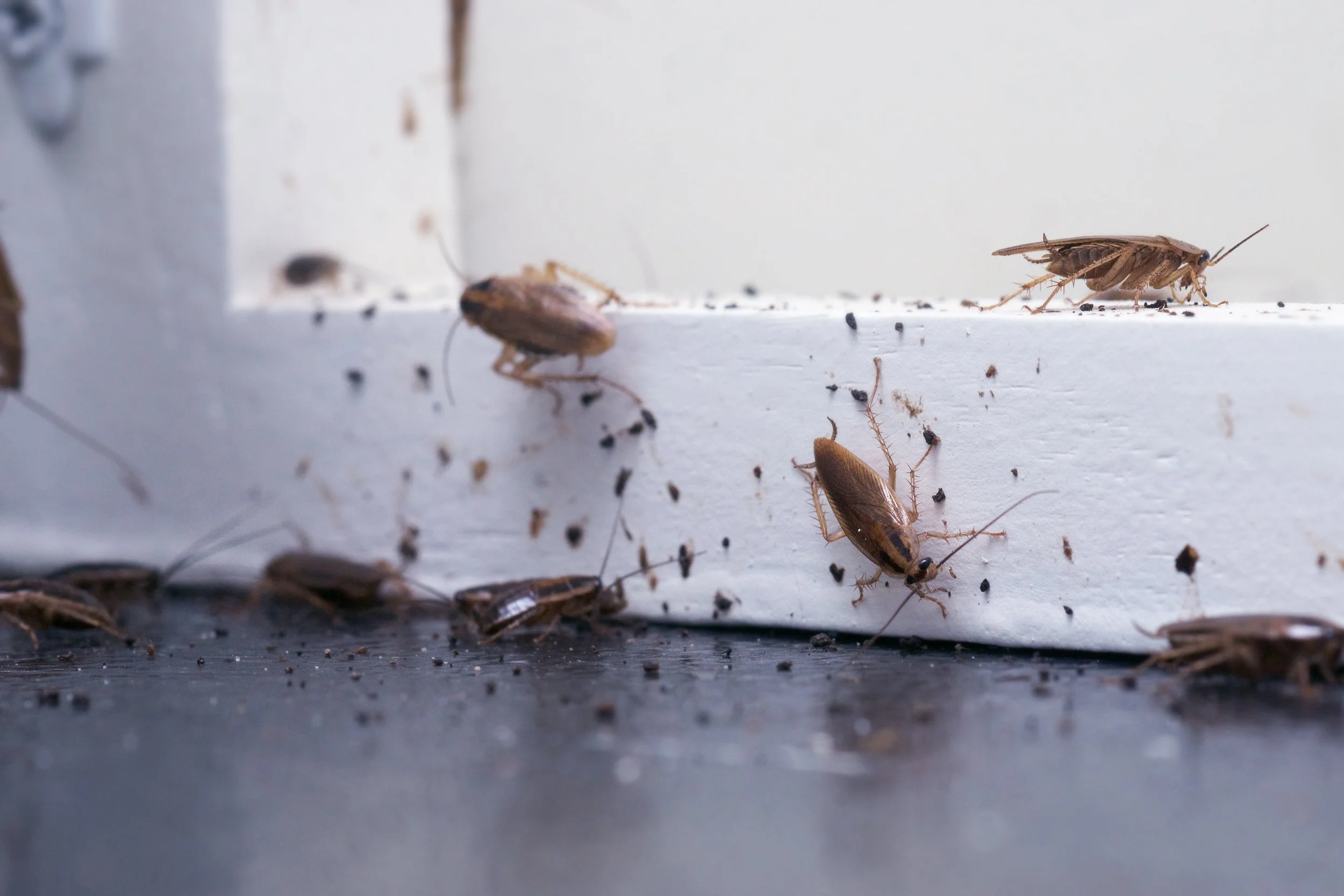 German cockroaches crawling inside a kitchen cupboard — a common pest problem in Ipswich, Lockyer Valley, and Brisbane homes.