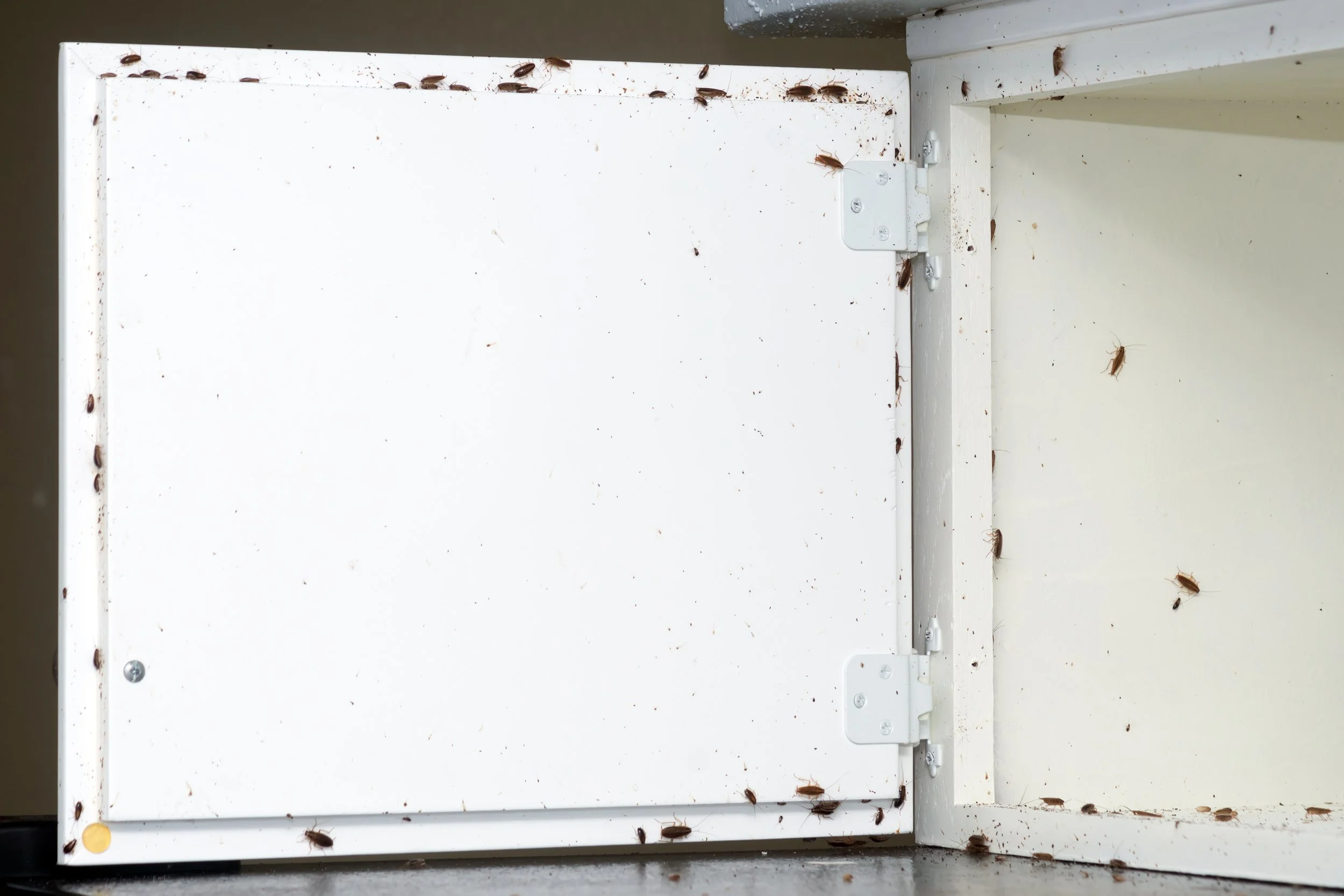 🪳 German Cockroaches Infesting Cabinet Door Surface