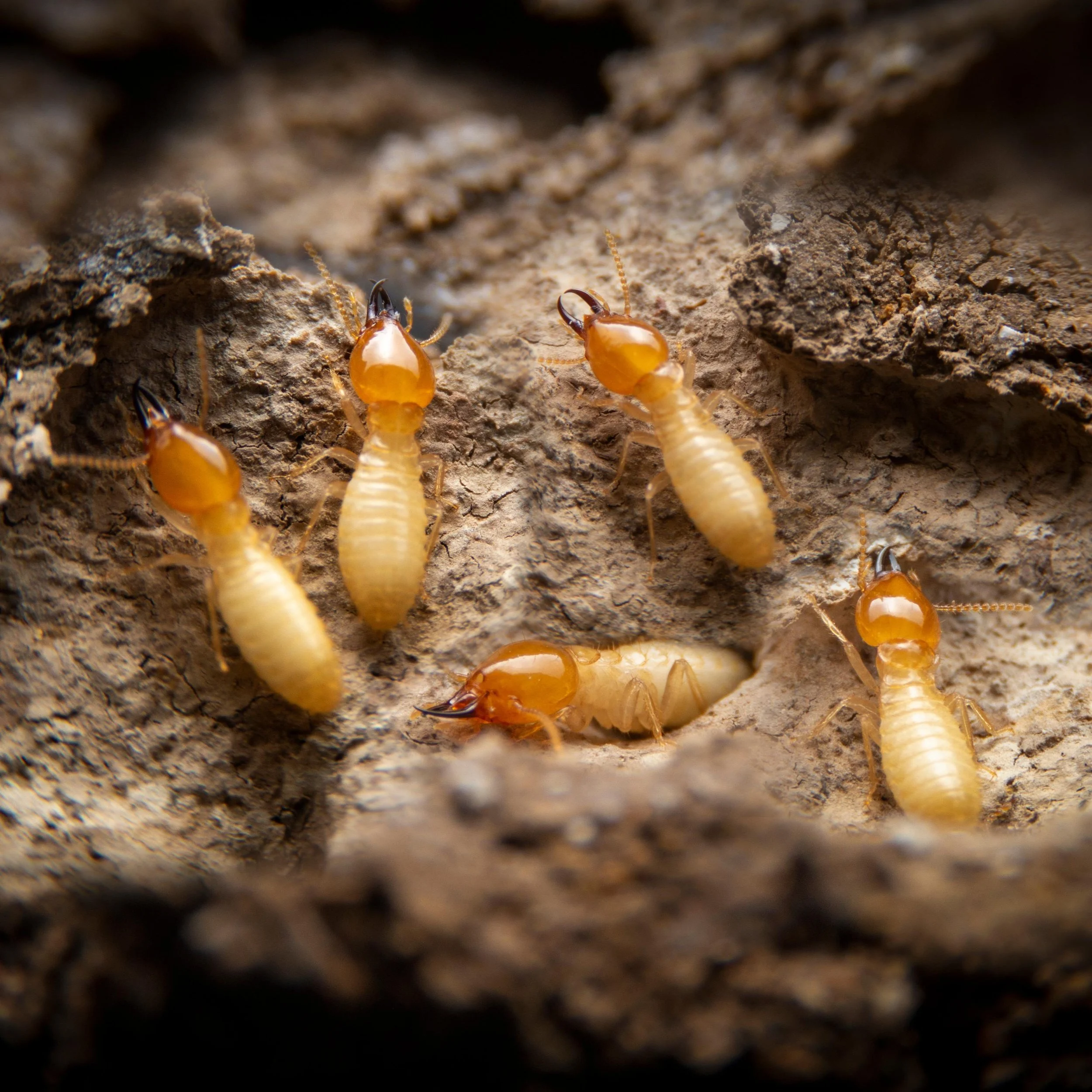 🤖 AI Illustration of Termite Colony Activity