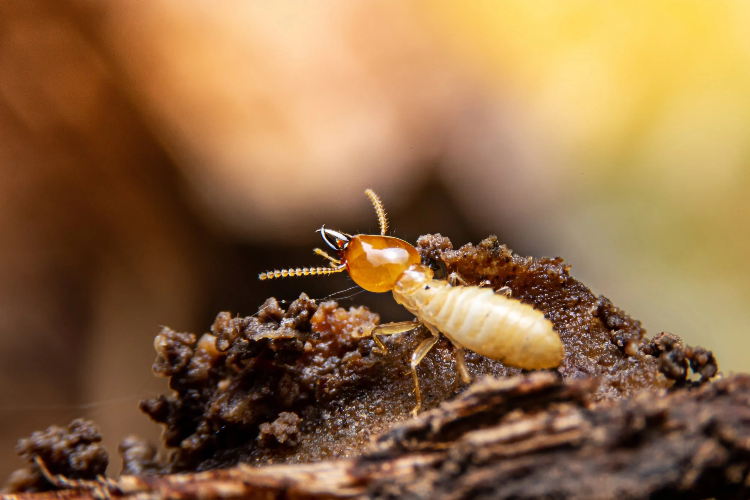 🐜 AI-Generated Close-Up of a Termite