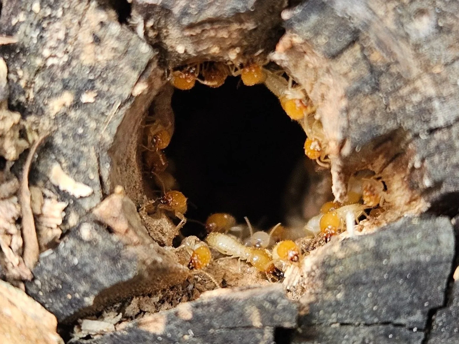 Close-up of Coptotermes termites sealing a drill hole with soil before a termite treatment injection or termite spray was used to eliminate the nest.