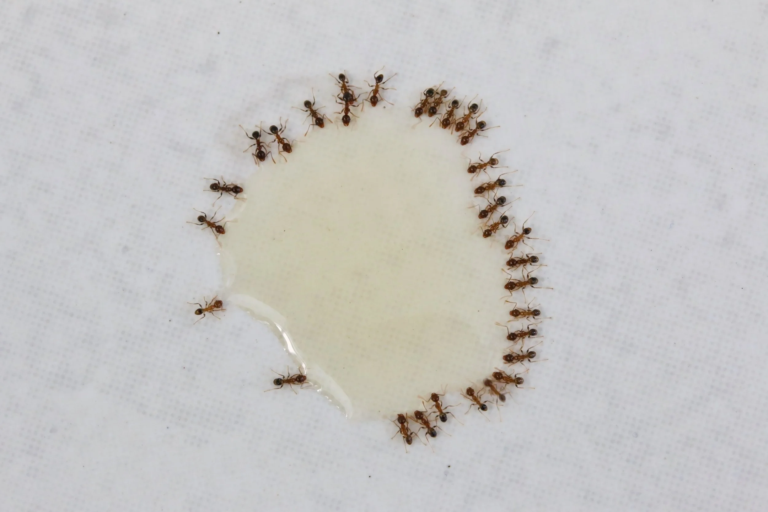 Coastal Brown Ant (Pheidole megacephala) — A light to dark brown ant species known for forming large colonies with aggressive workers that invade lawns, gardens, and paved areas.