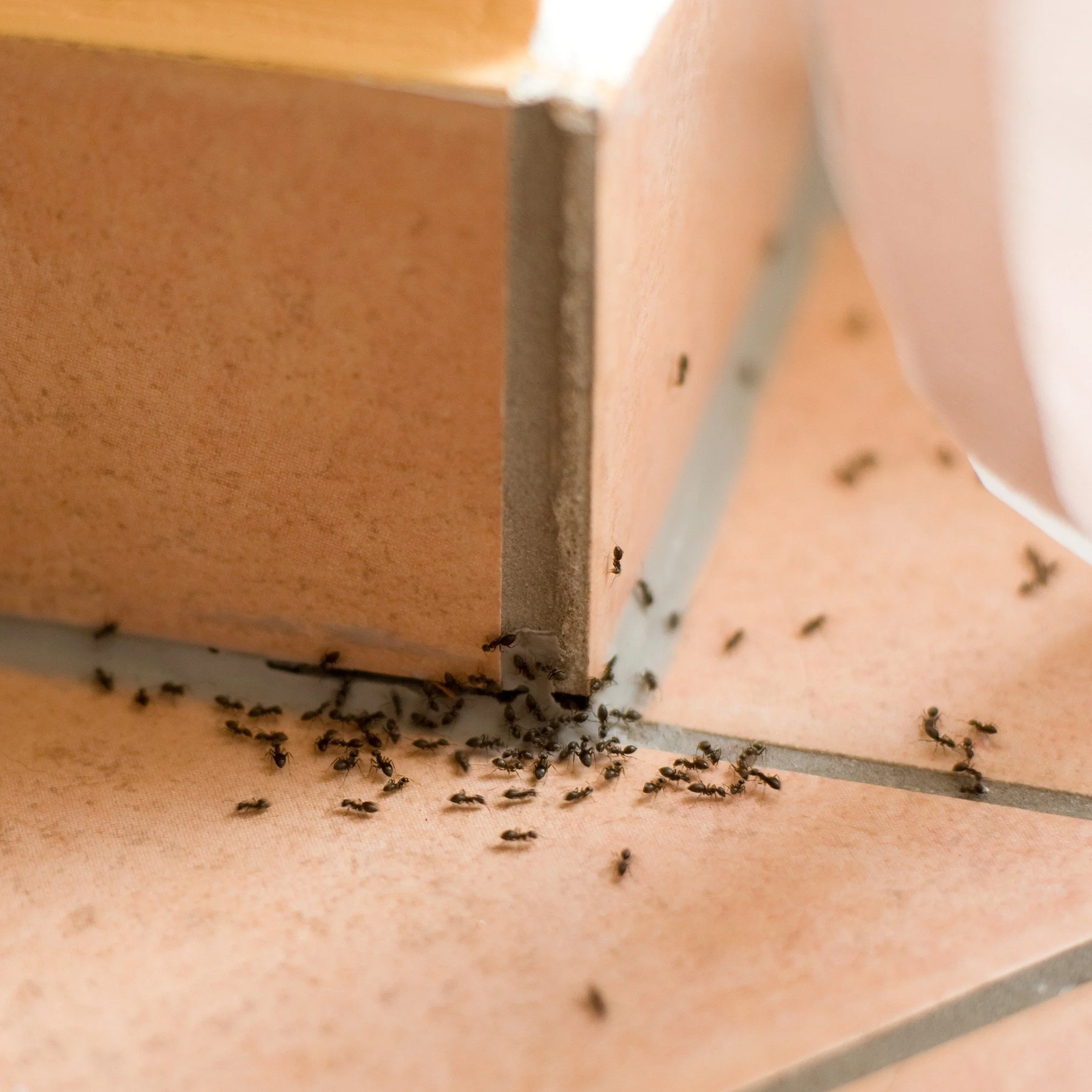 Ants tiles square.JPG