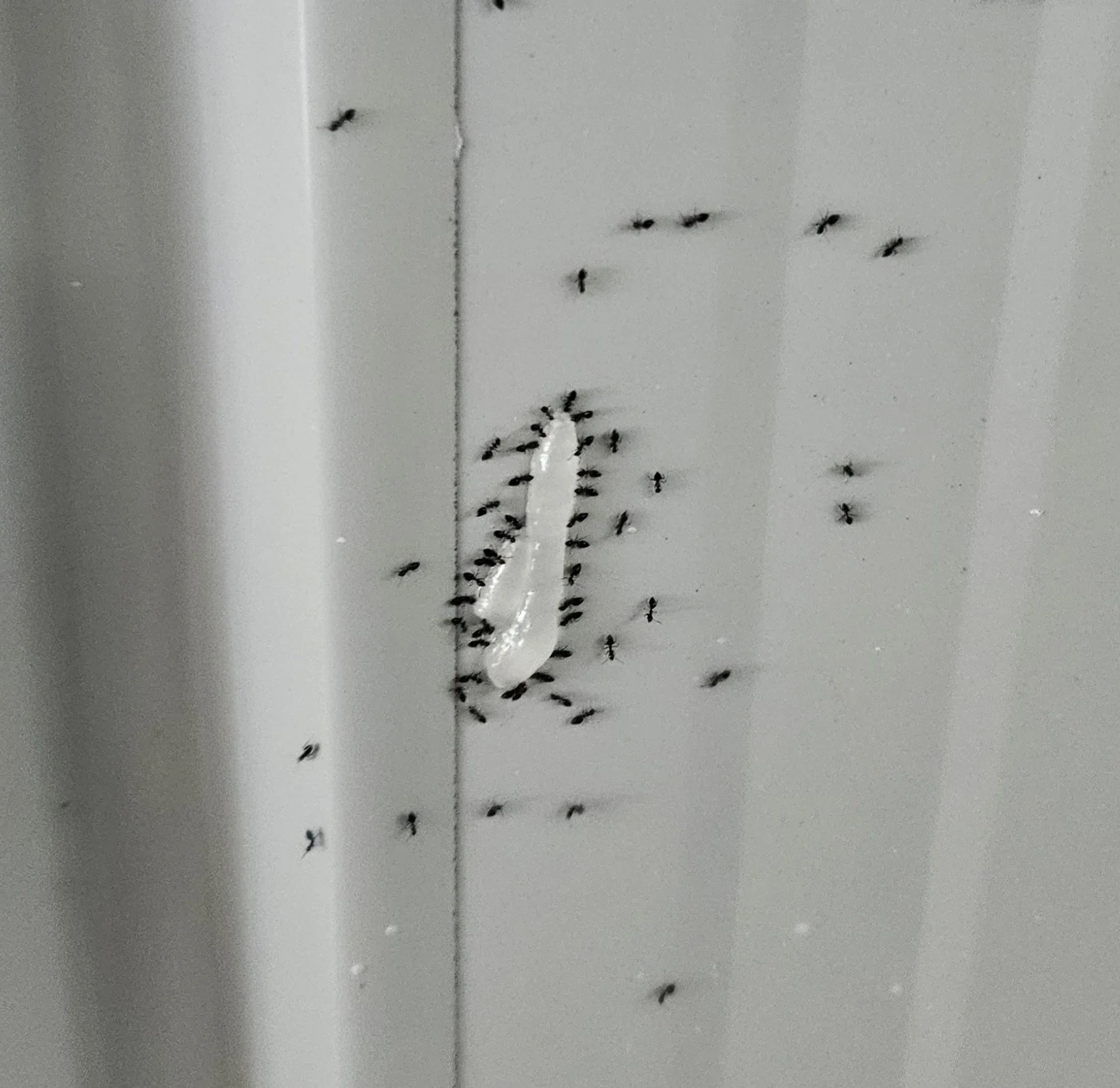 Black House Ant (Ochetellus glaber) — A small, glossy black ant often seen trailing along kitchen benches or walls in search of sugary food sources.