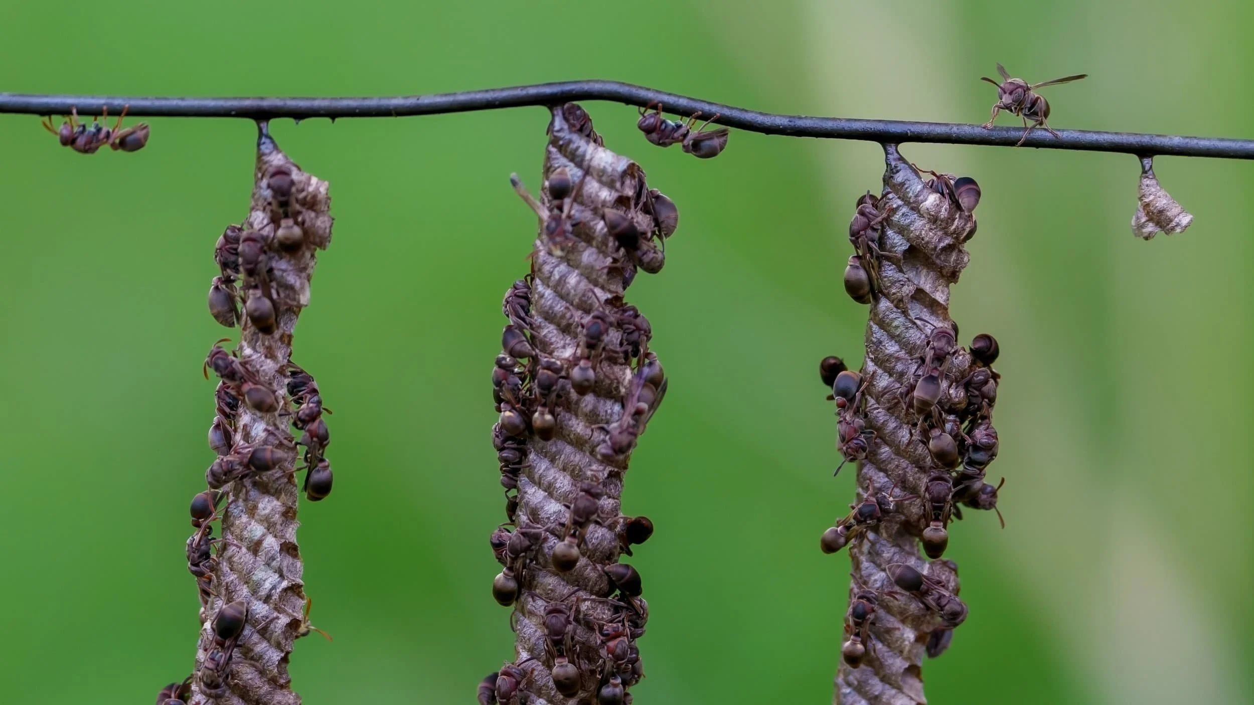Common brown paper wasps