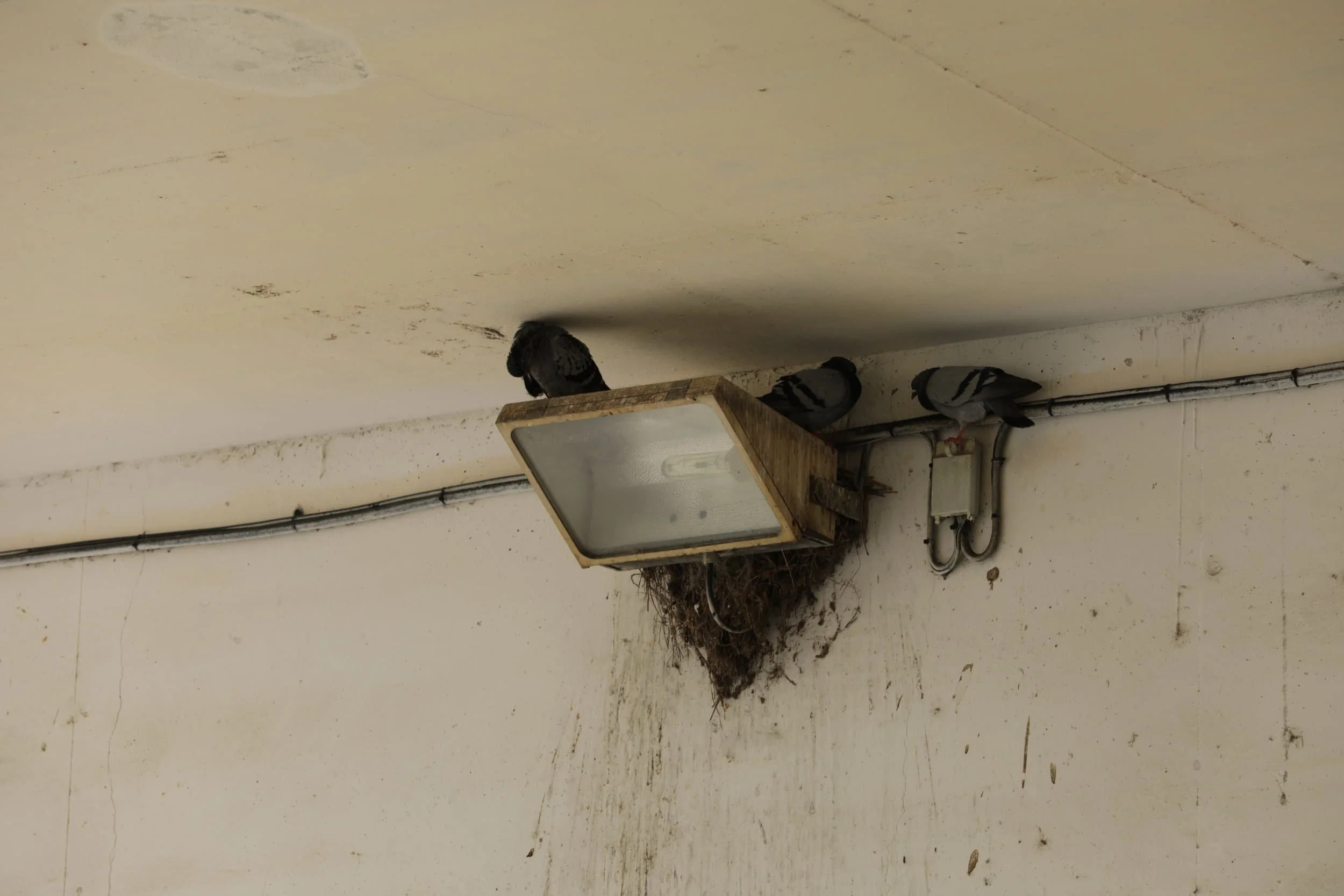 Pigeons nesting on top of external industrial lights, showing a common bird problem in South East Queensland.