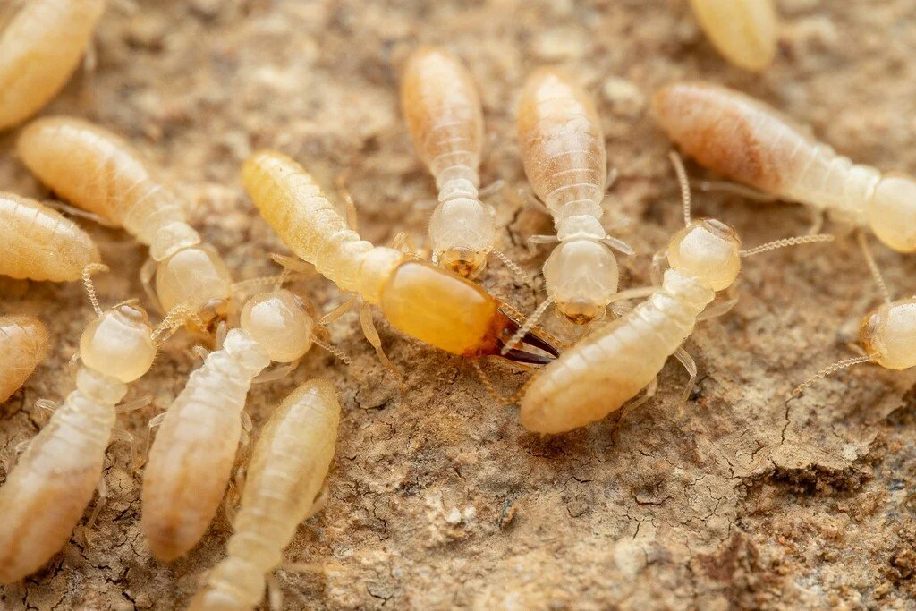 Heterotermes spp. soldier and workers