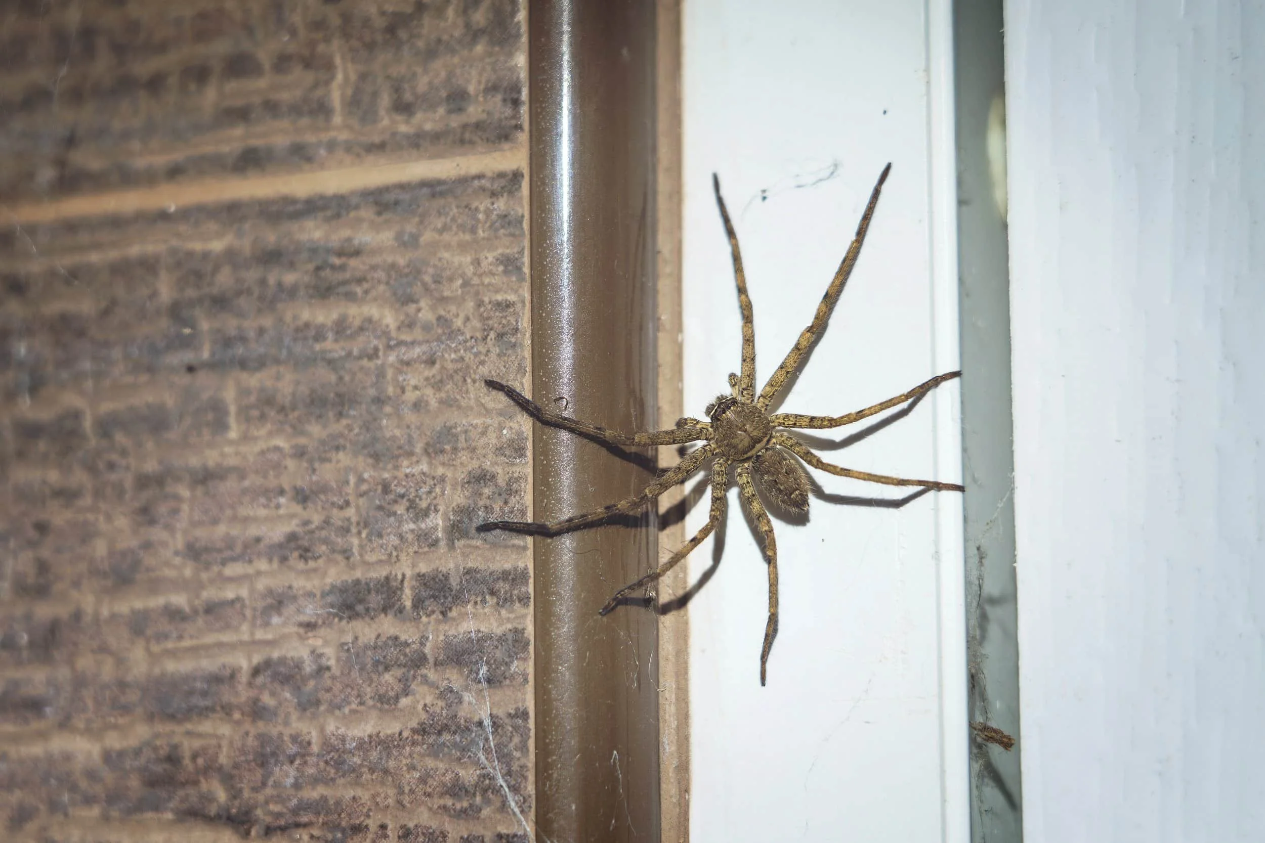 What does a huntsman spider look like? Are huntsman spiders venomous?