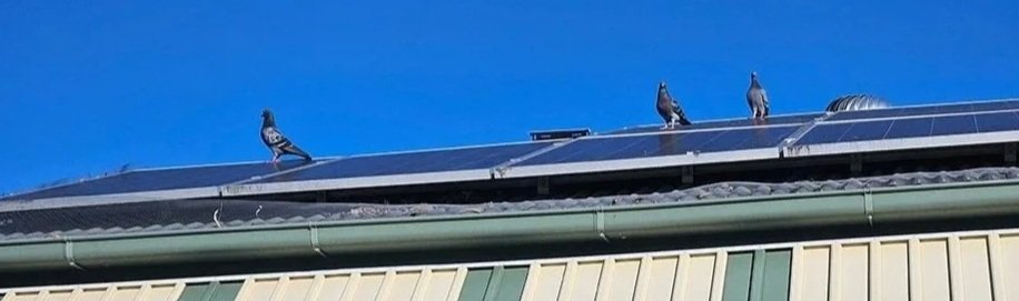 Three pigeons on a roof with solar panels before pigeon proofing installation, with a clear blue sky in the background.