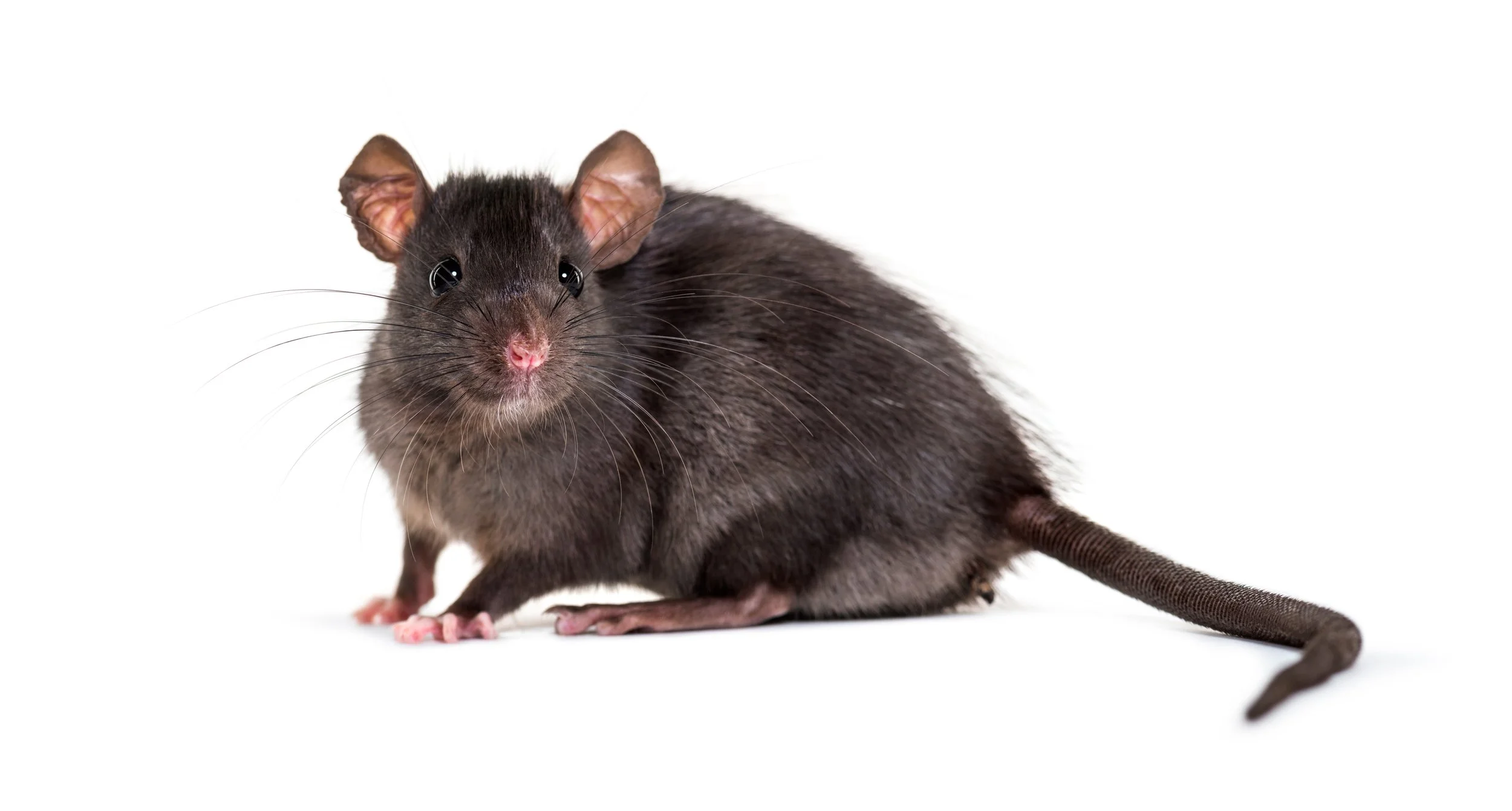 what a black rat or roof rat looks like
