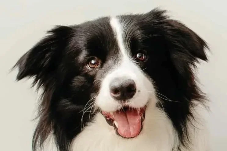 Tick Treatment Online Booking