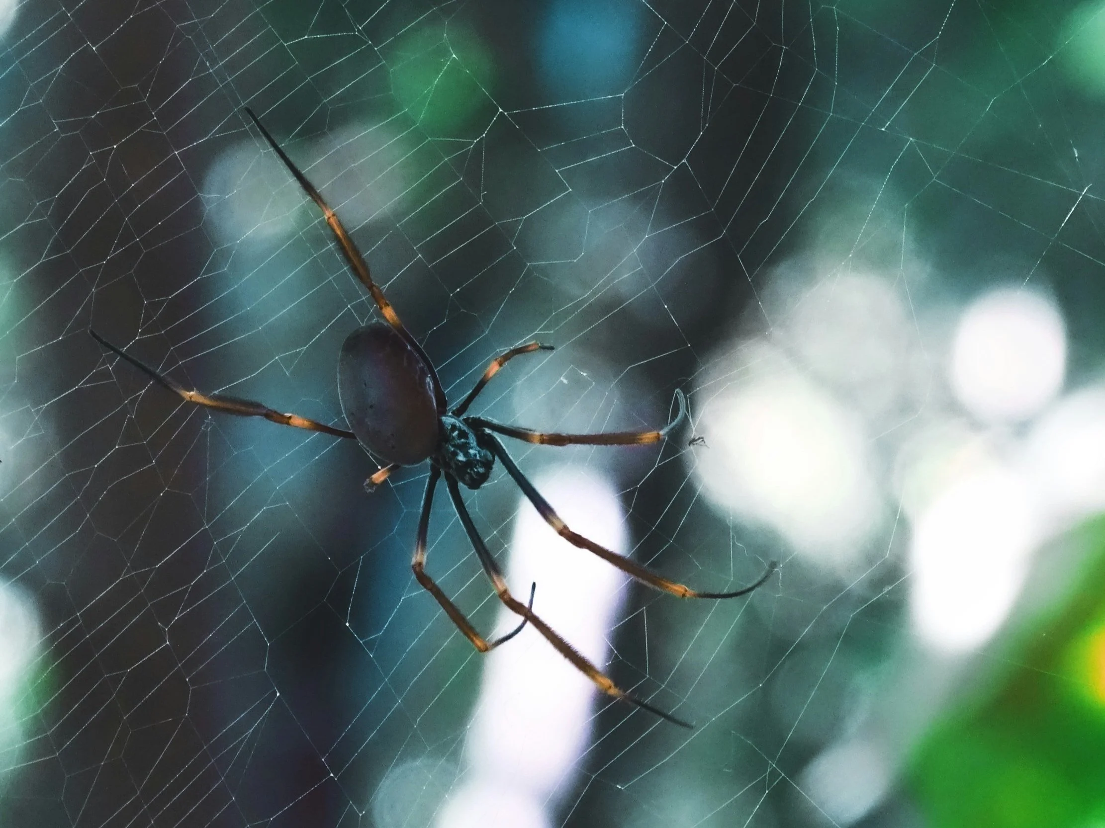 What does a golden orb spider look like? Are gold orb spiders dangerous?