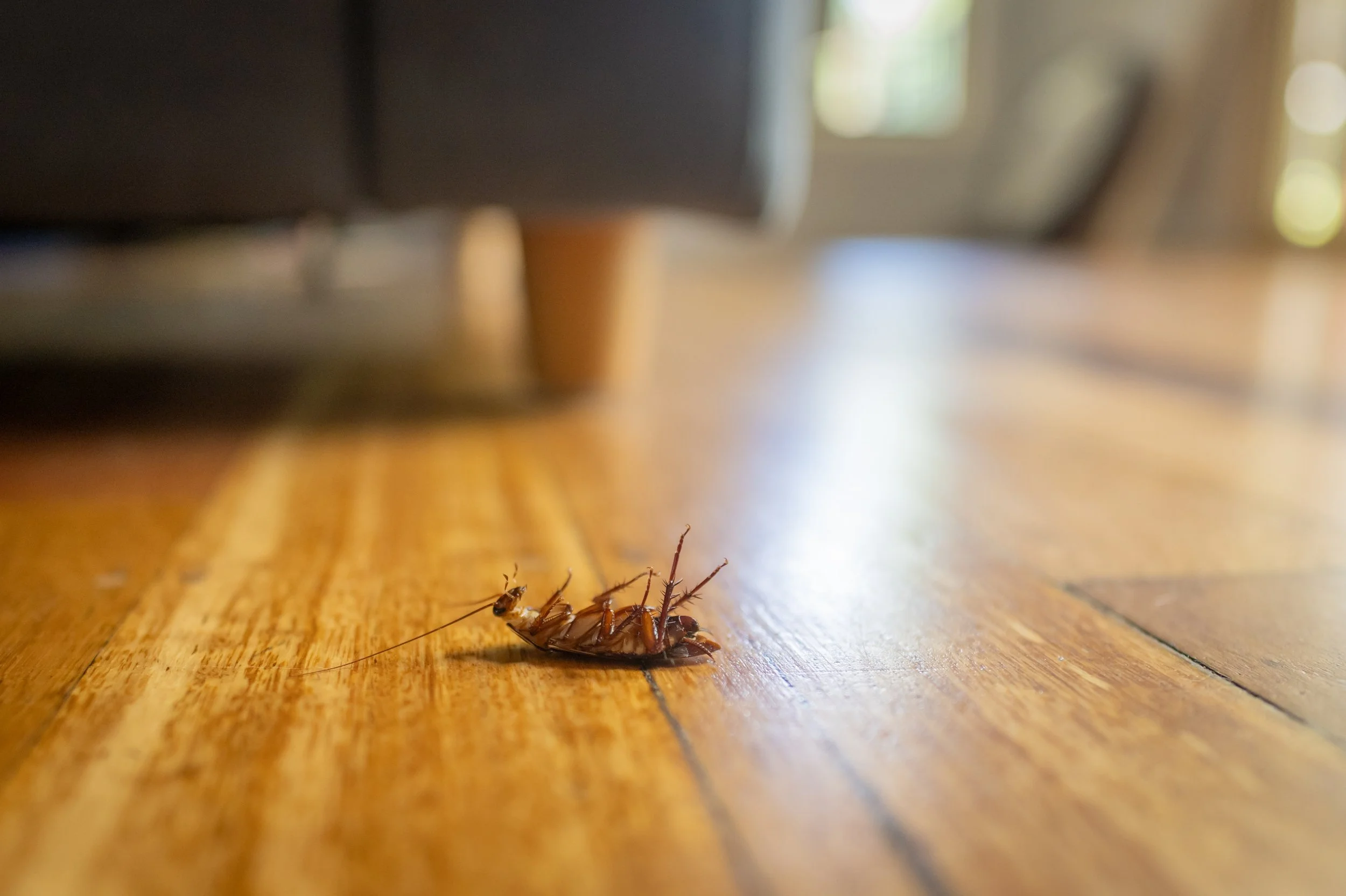 A cockroach lying on its back on a wooden floor in a room with blurred furniture and windows in the background.