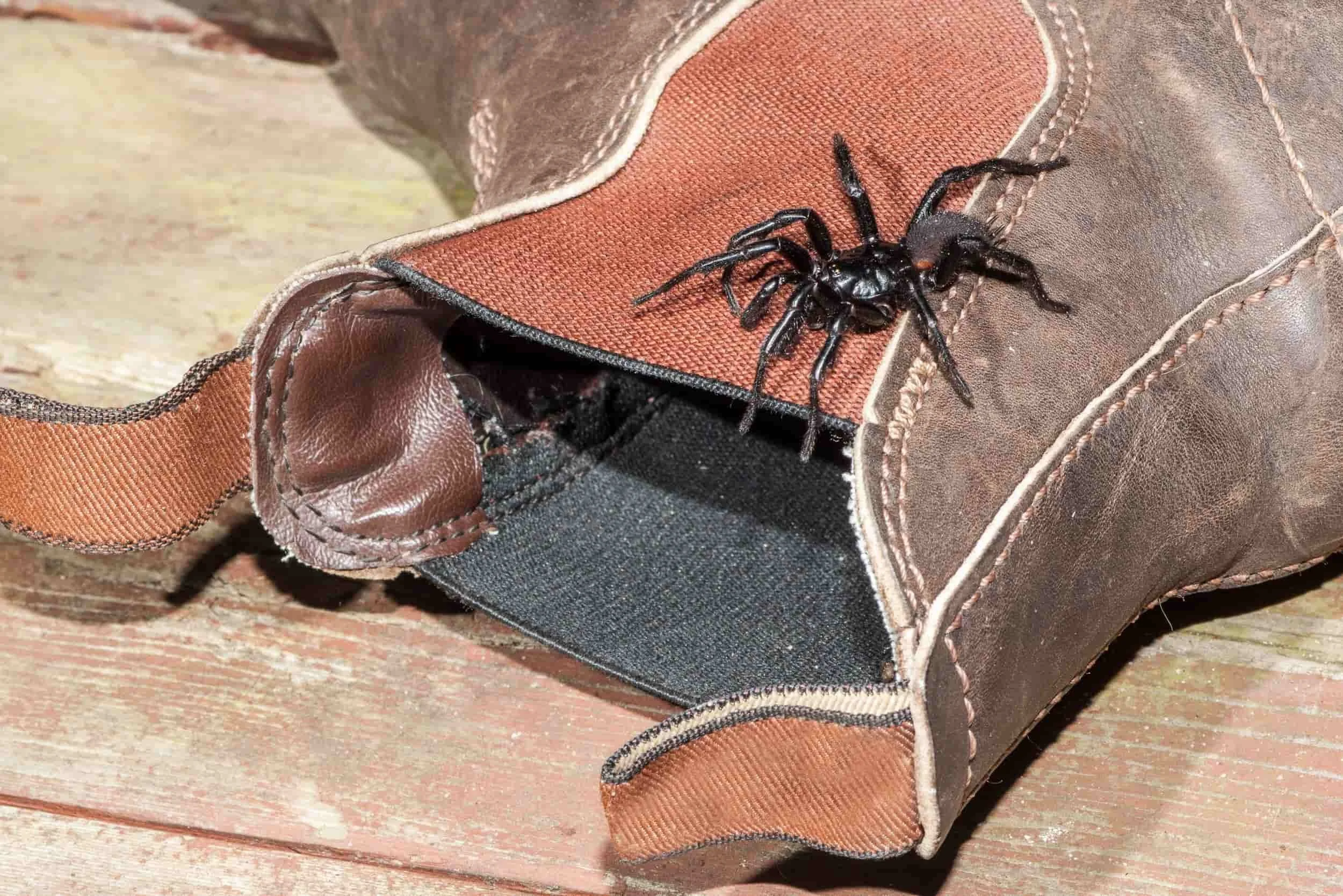 What does a funnel web spider look like? Are funnel web spiders found in brisbane?