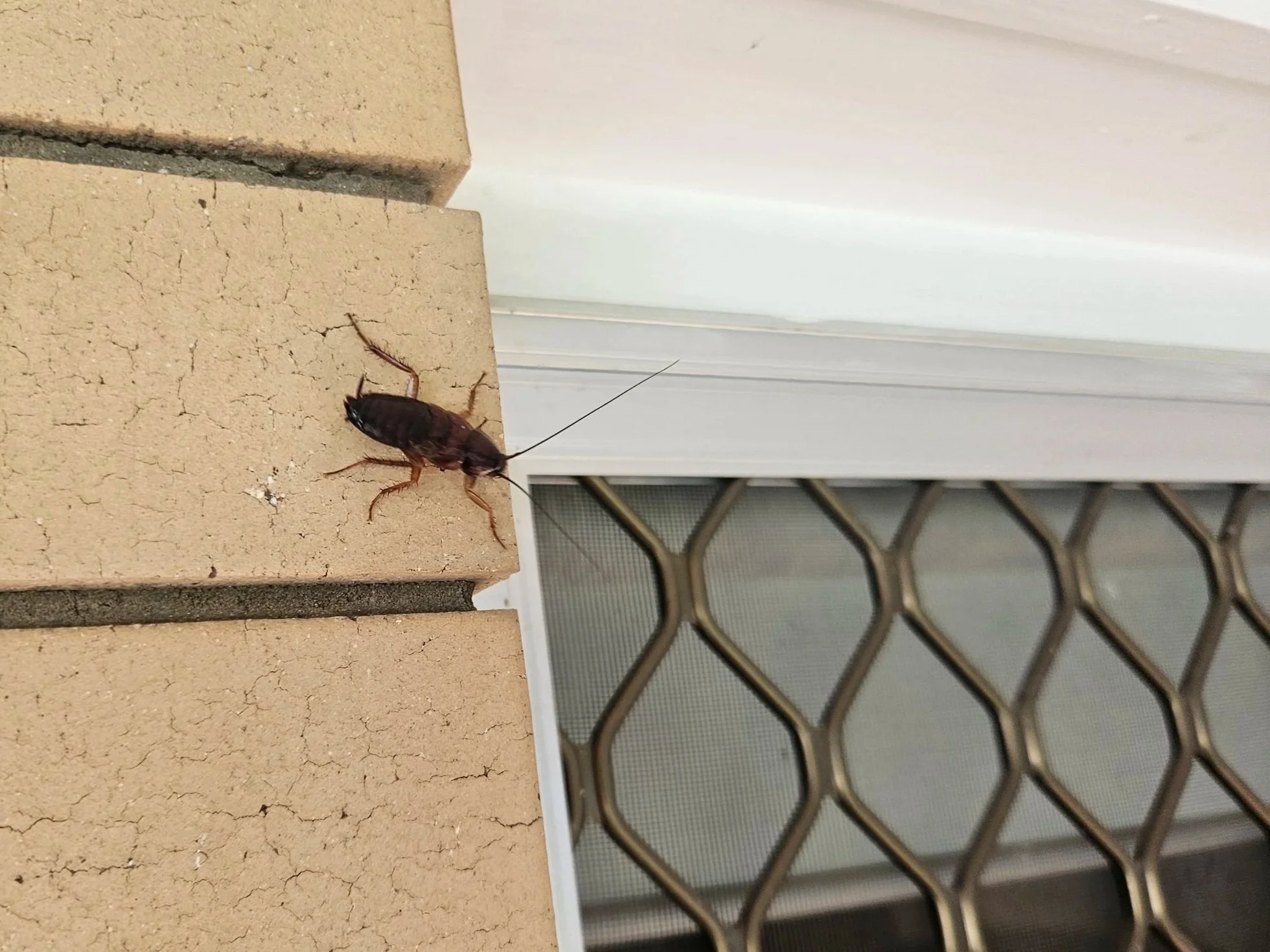 An adolescent cockroach on a window edge after being flushed from a wall void during treatment — a typical result of professional cockroach control in Ipswich, Lockyer Valley, and Brisbane homes.