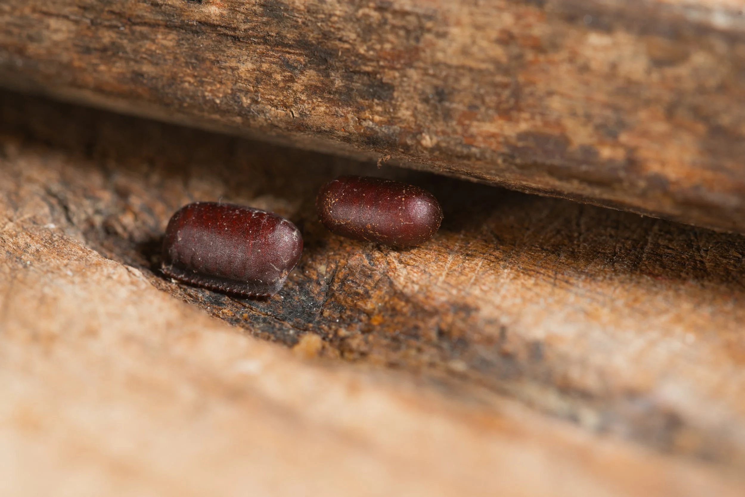 Close-up of a smooth brown cockroach egg casing (ootheca), an early sign of a cockroach infestation.