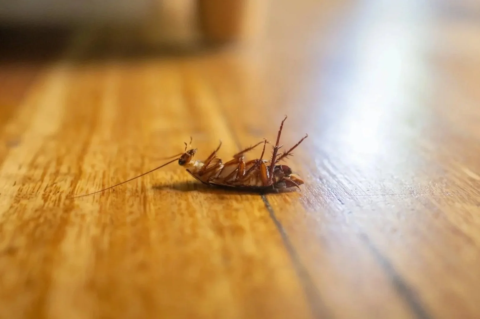 A dead cockroach lying on its back on a wooden floor with its legs curled up and antennae stretched out.