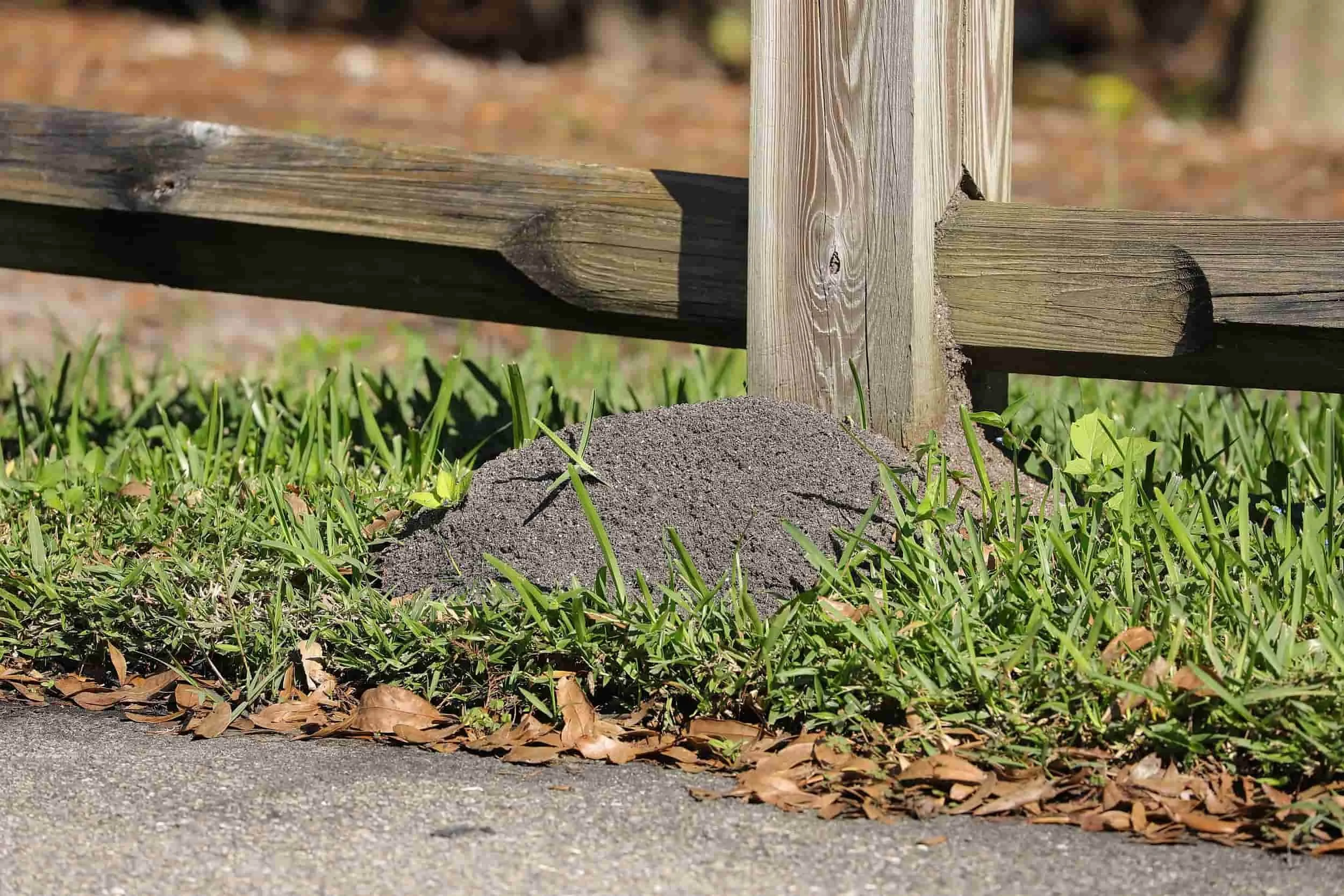 Fast, targeted fire ant nest treatment to protect families, pets & livestock from active infestations.