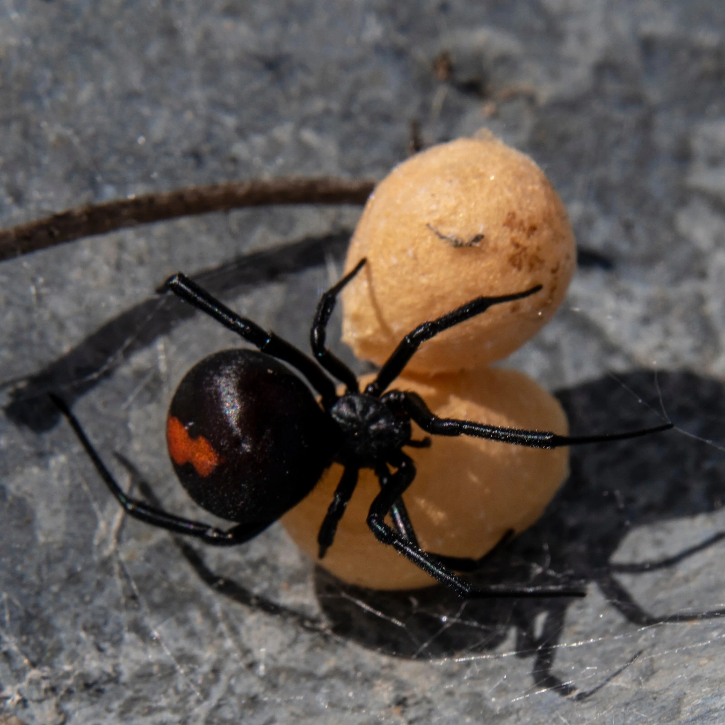 Close-up of a red back spider controlled by east west pest. It has an orange-colored egg sac on a gray surface.