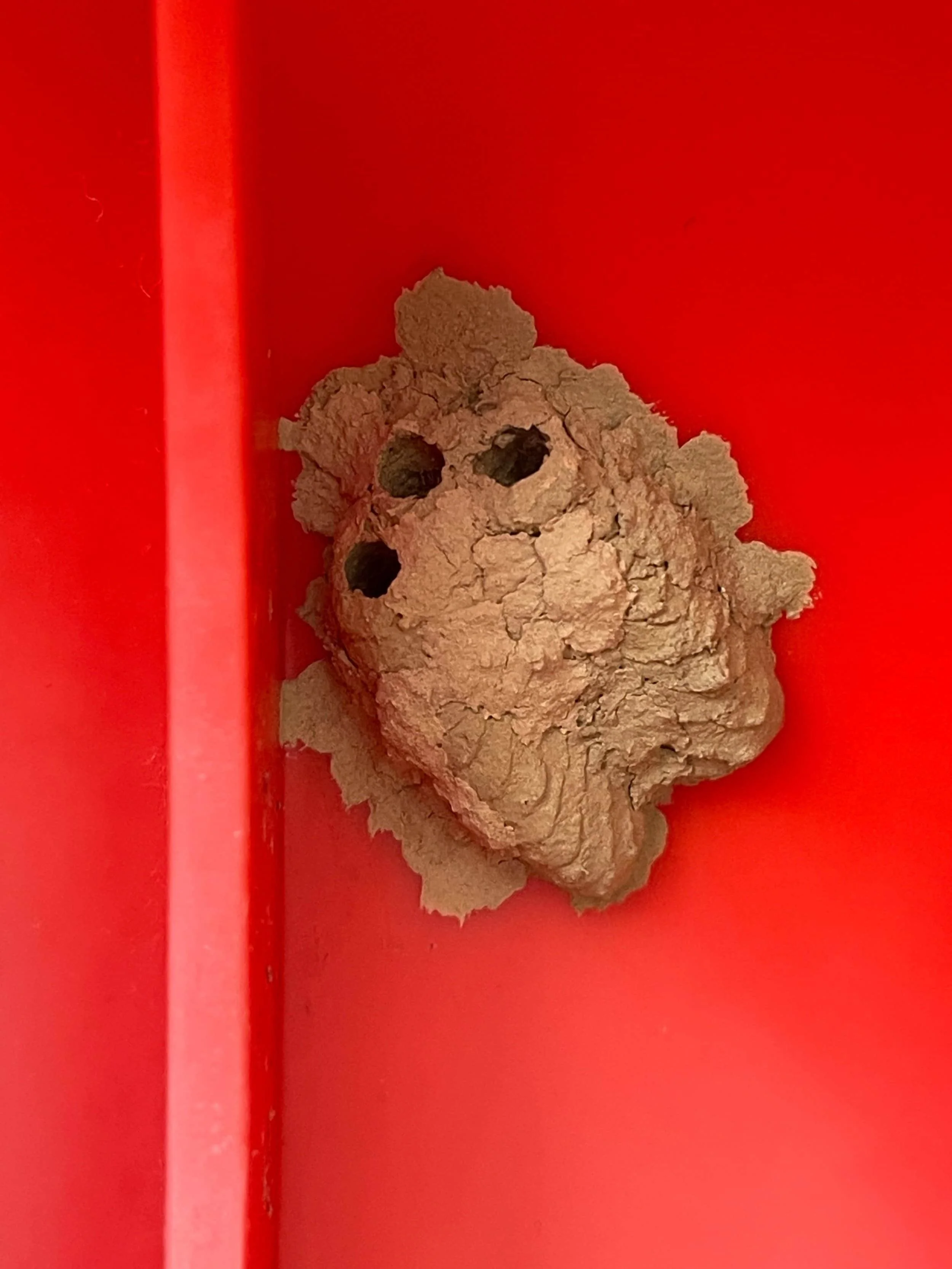 Mud wasp nest on Ipswich home requiring professional pest control