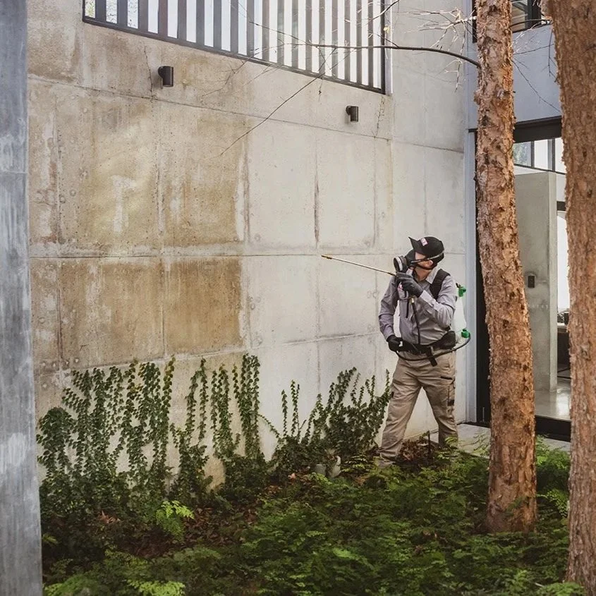 The best general pest treatment, spraying external areas for spiders