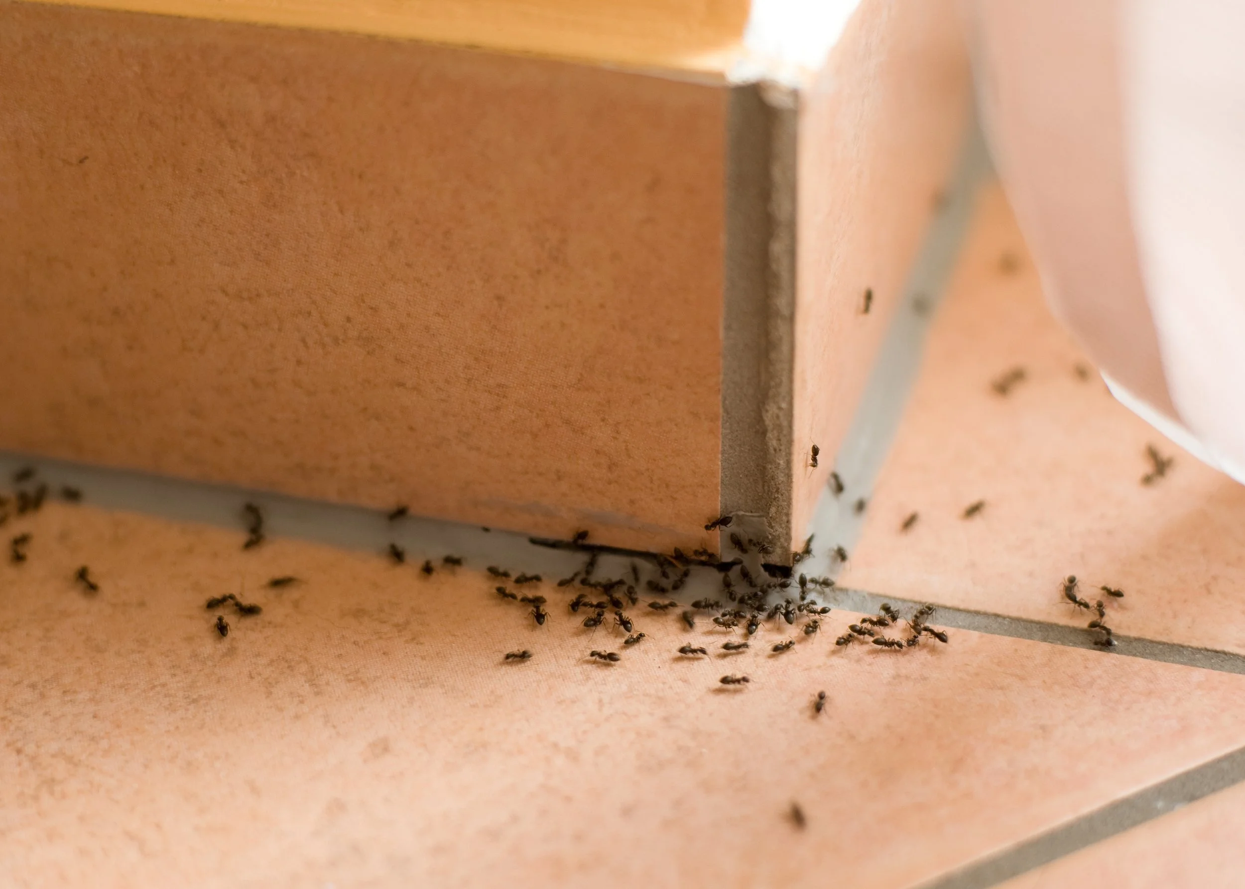 Close-up view of numerous ants gathered at the corner of a tile floor and brick wall, with some ants on the brick wall and others on the tile floor.
